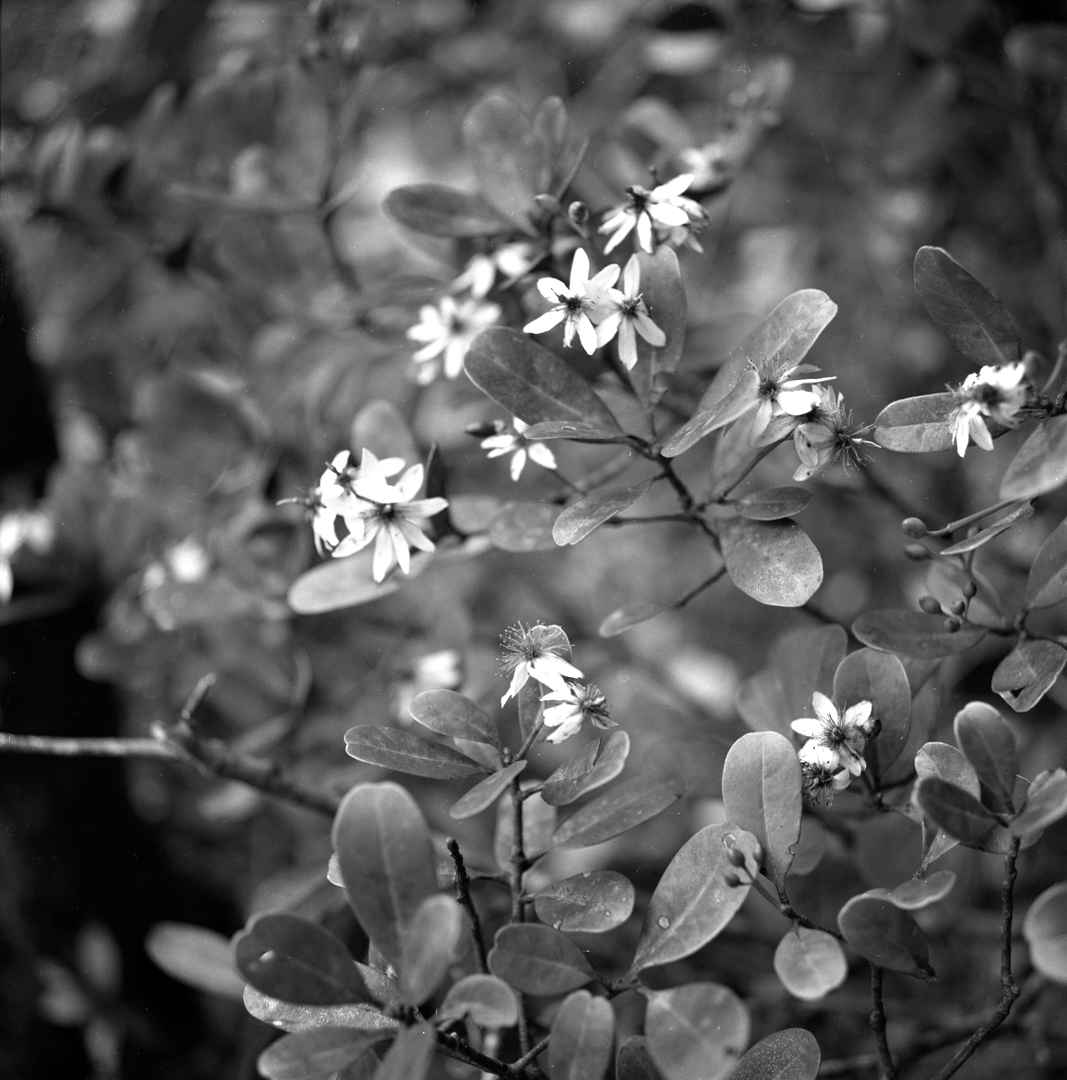 Black-and-white photograph of tropical plants