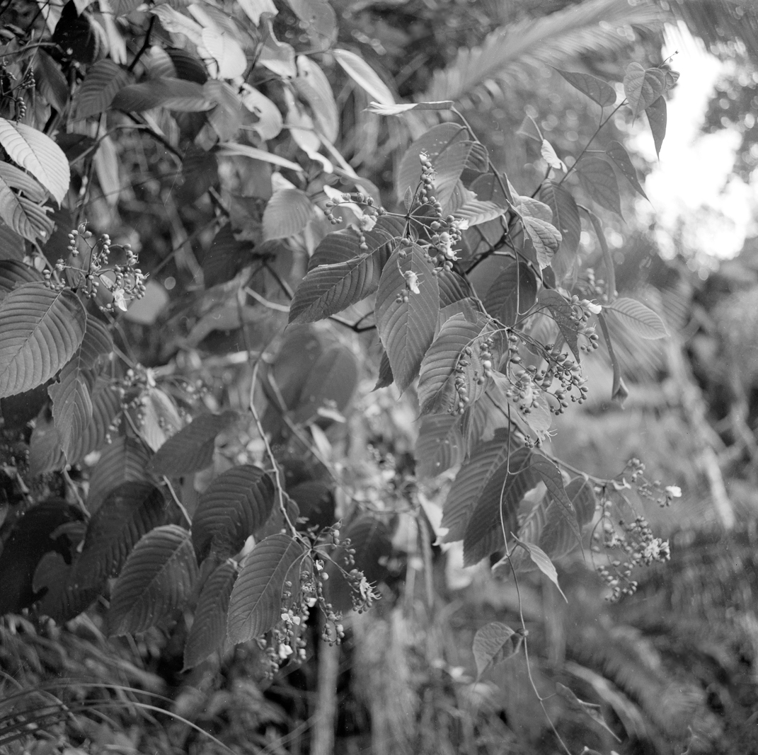 Black-and-white photograph of tropical plants