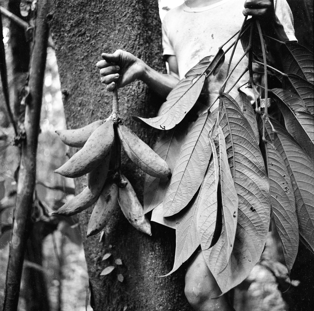 Black-and-white photograph of tropical plants