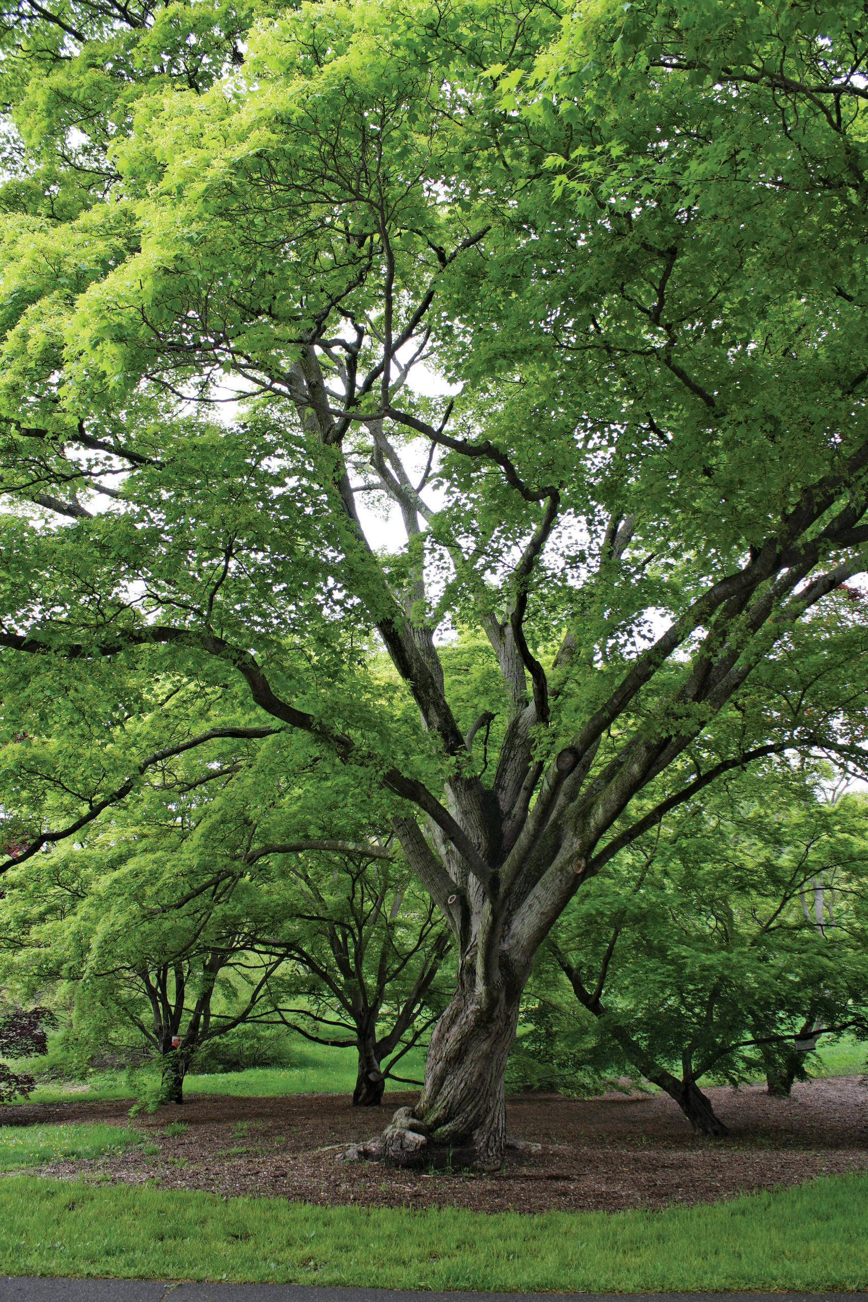 Form of painted maple with early summer foliage