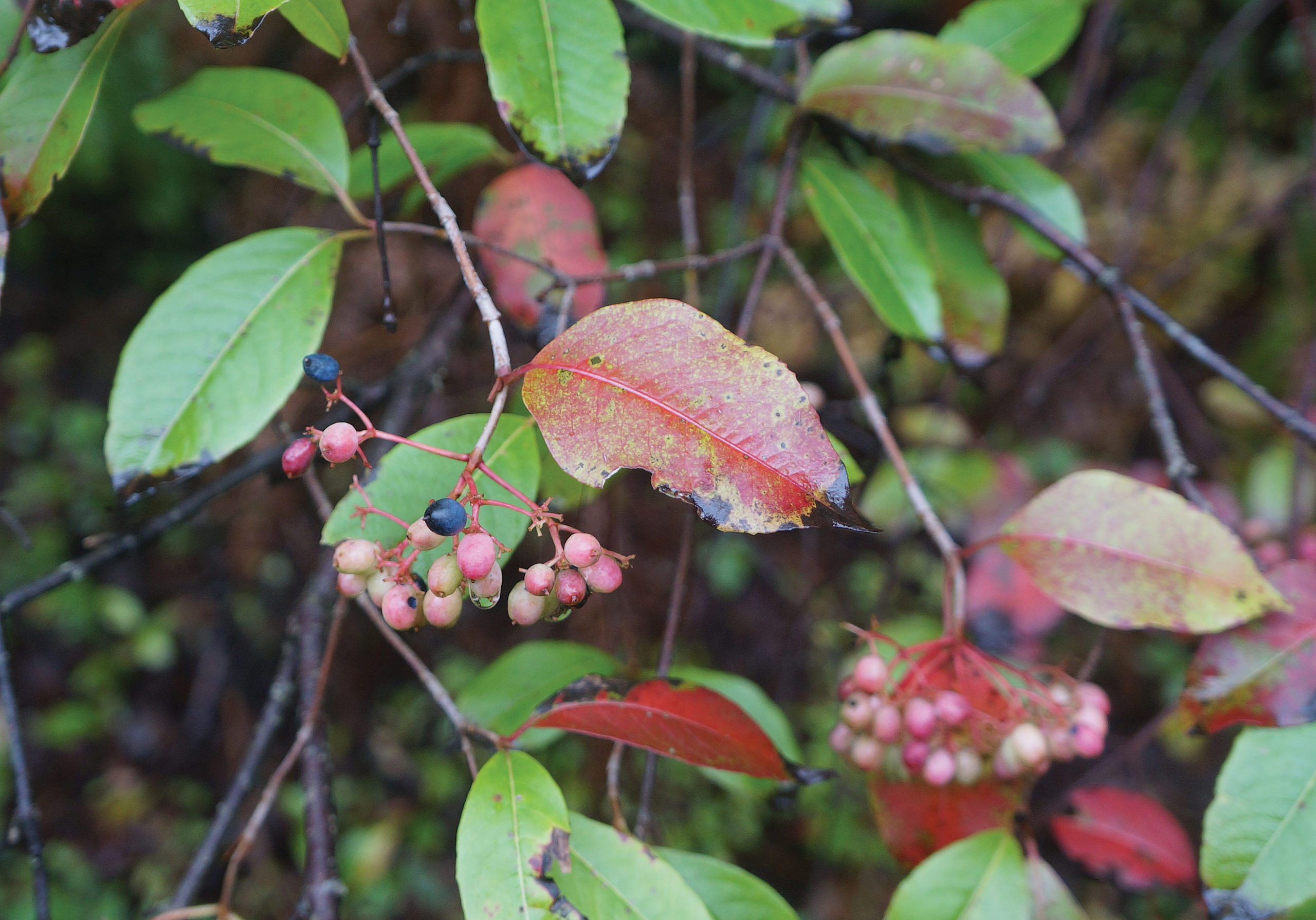 Photograph of red and blue viburnum fruit
