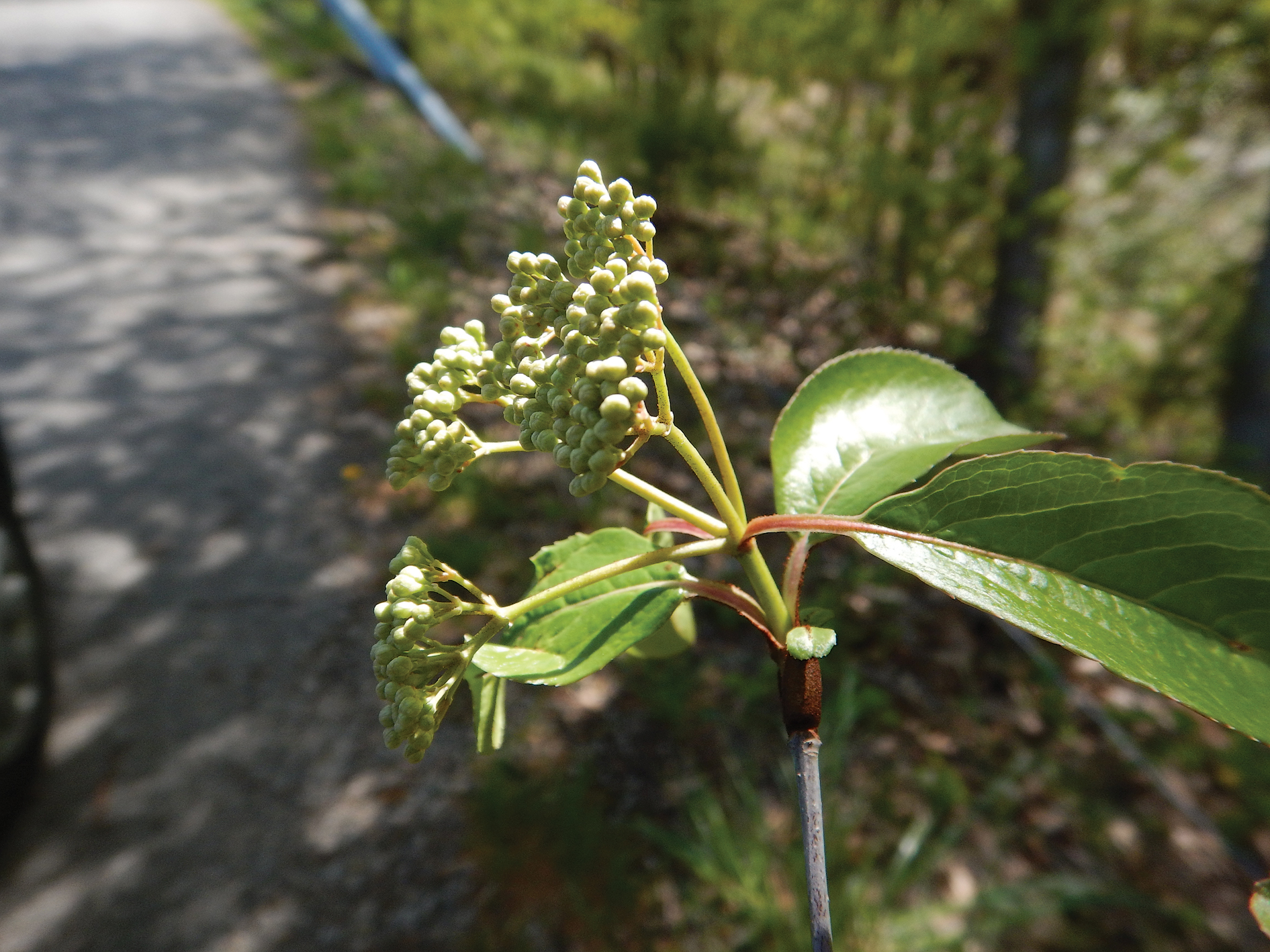 Photo of Viburnum buds