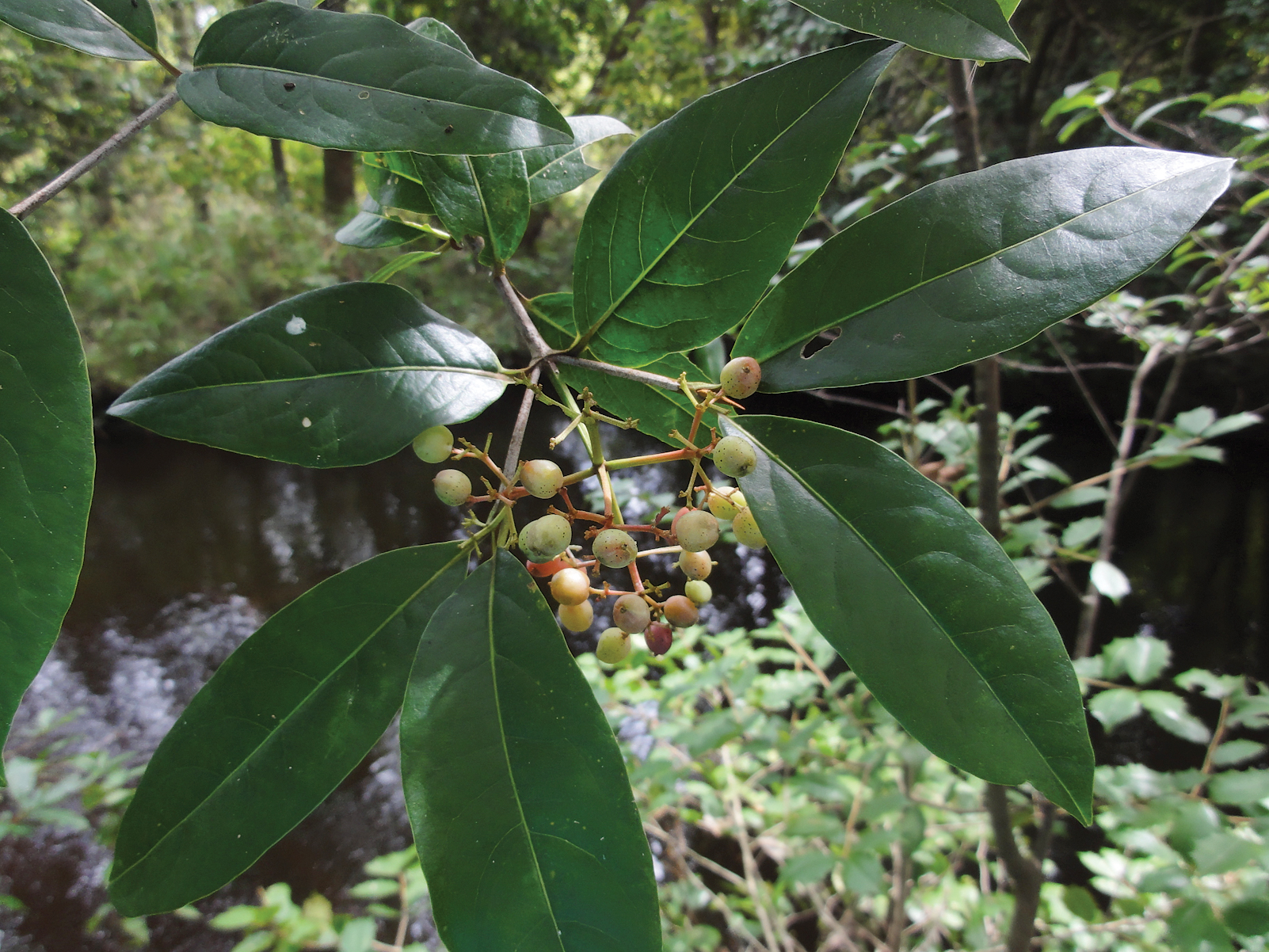 Photo of ripening Viburnum fruit