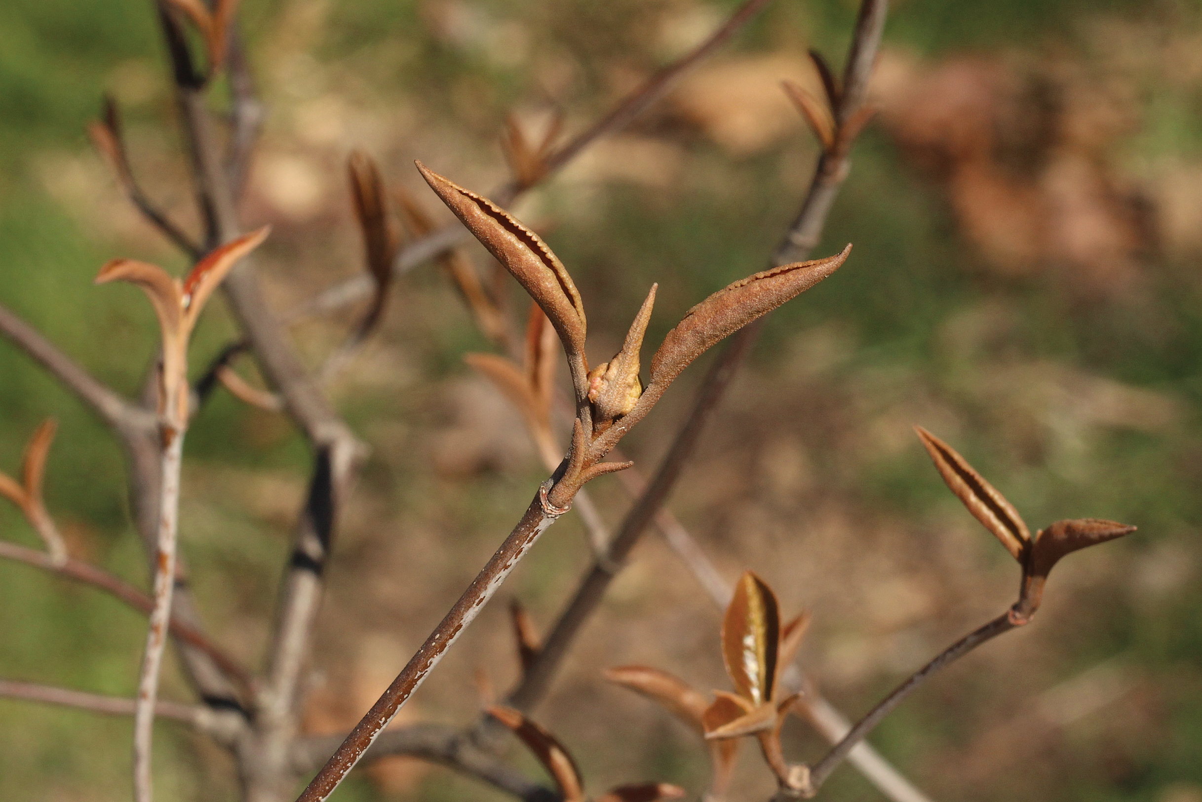 Photo of emerging Viburnum leaves