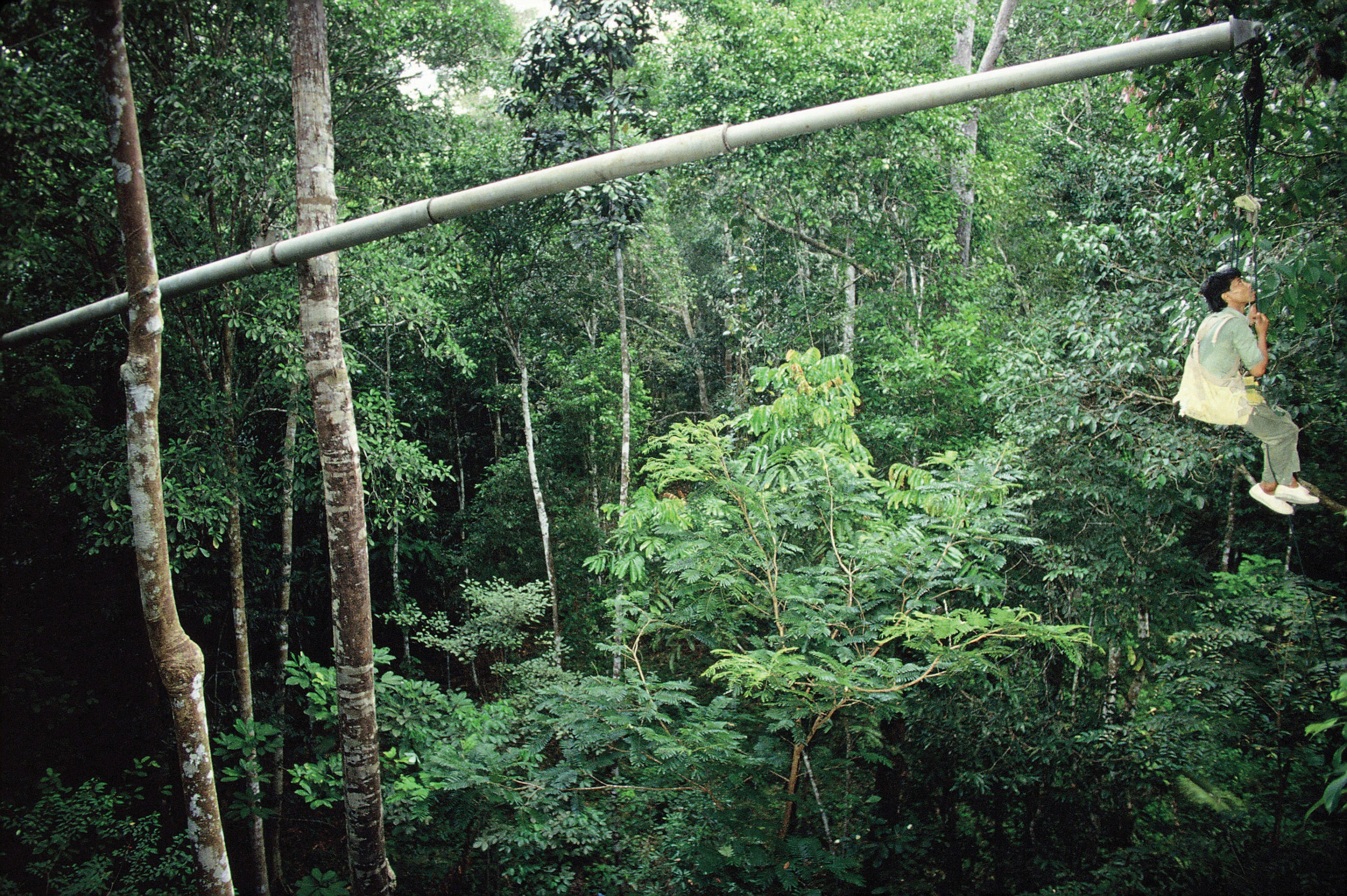 Photograph of botanist suspended on long metal boom with canopy foliage in the background
