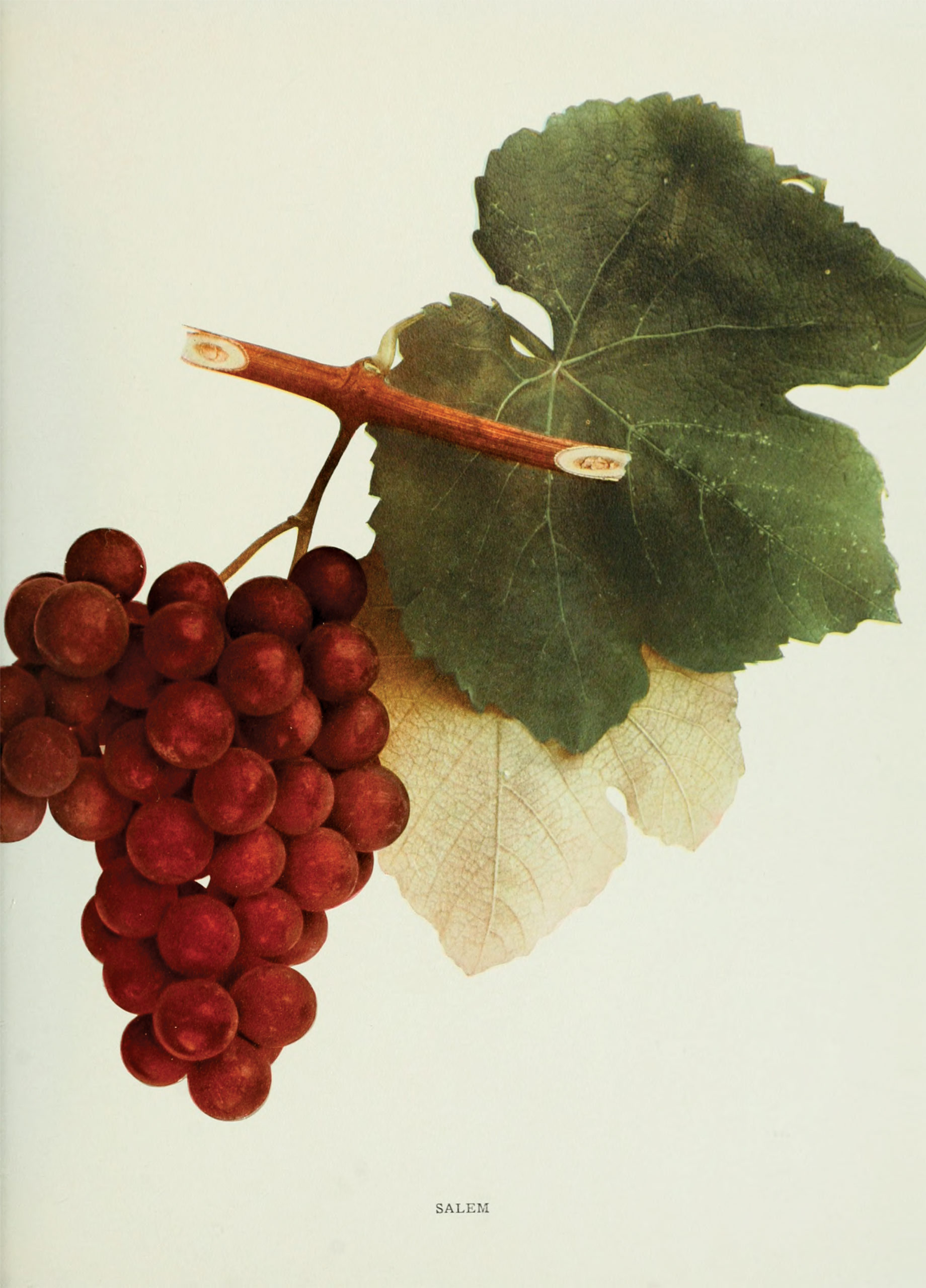 Hand-colored photograph of grapes