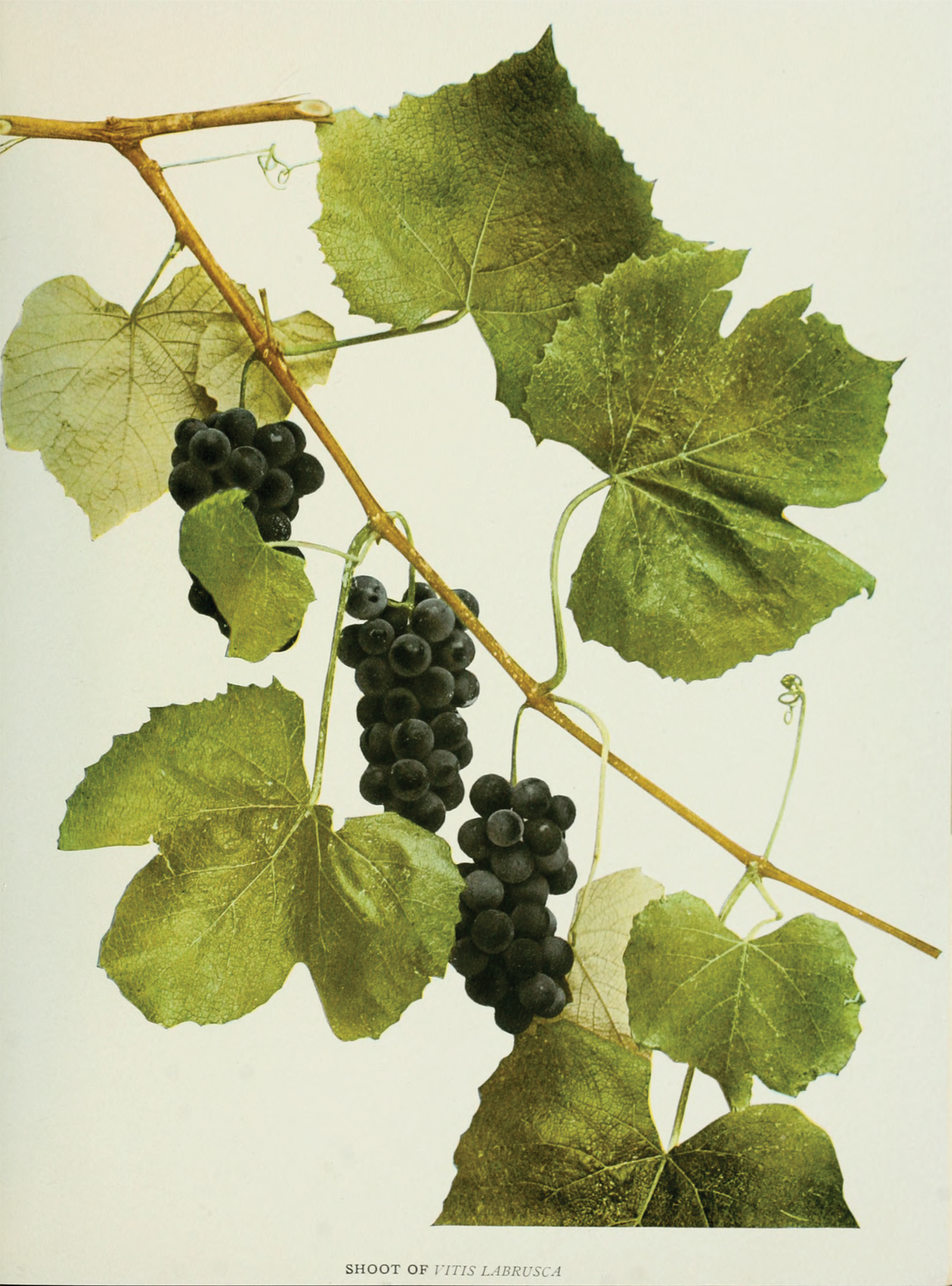 Hand-colored photograph of grapes