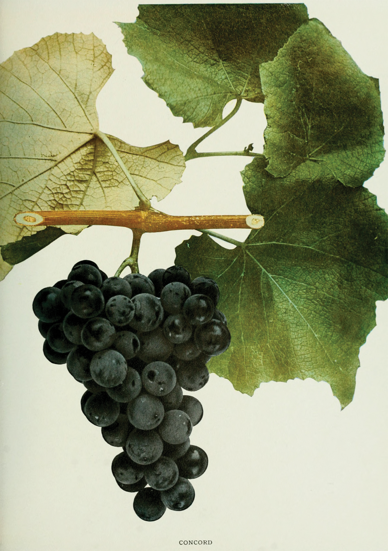 Hand-colored photograph of grapes