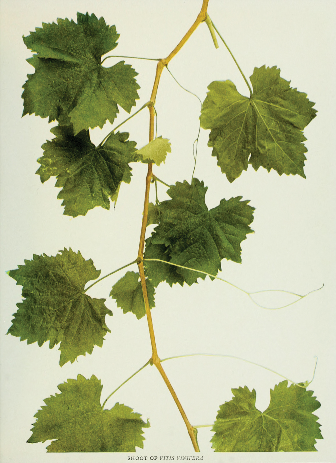 Hand-colored photograph of grapes