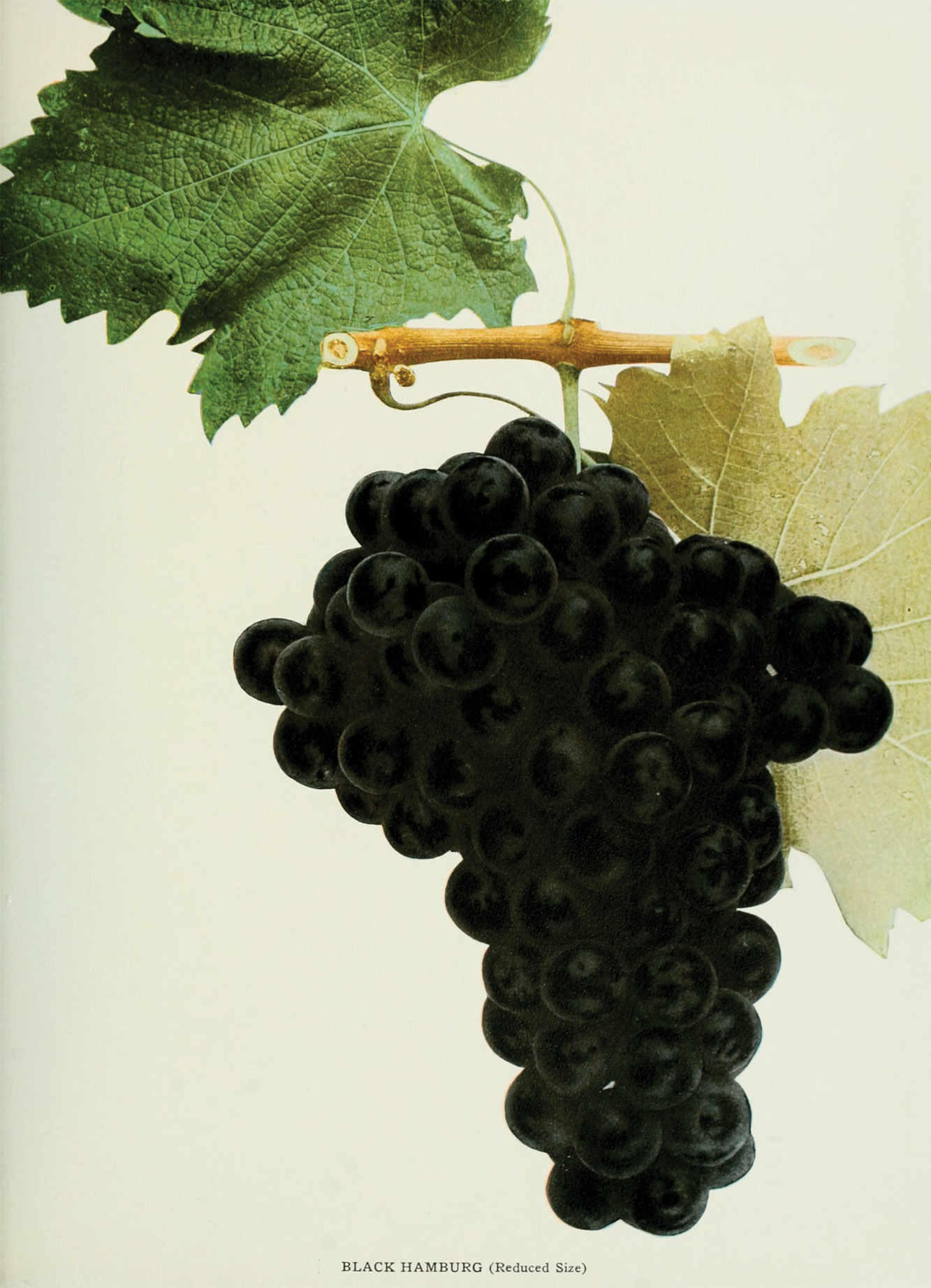 Hand-colored photograph of grapes