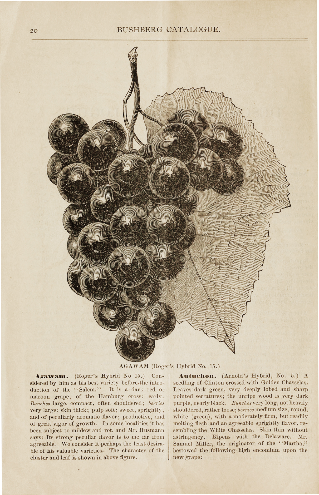 Black-and-white catalog illustration of grapes