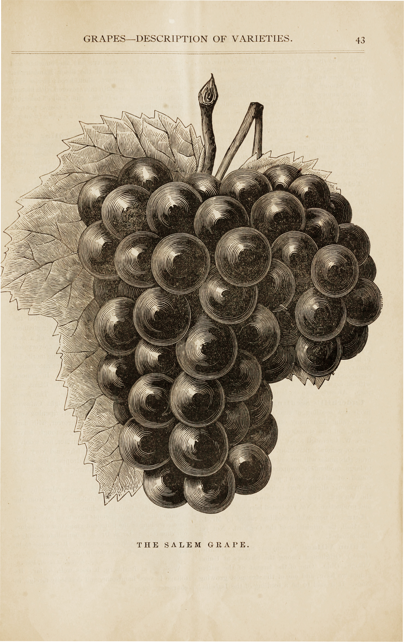 Black-and-white catalog illustration of grapes