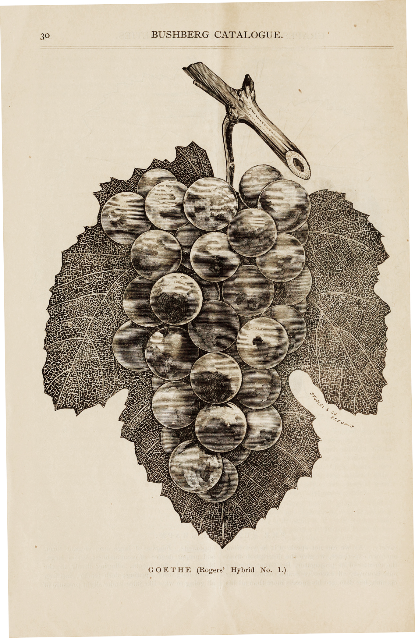 Black-and-white catalog illustration of grapes