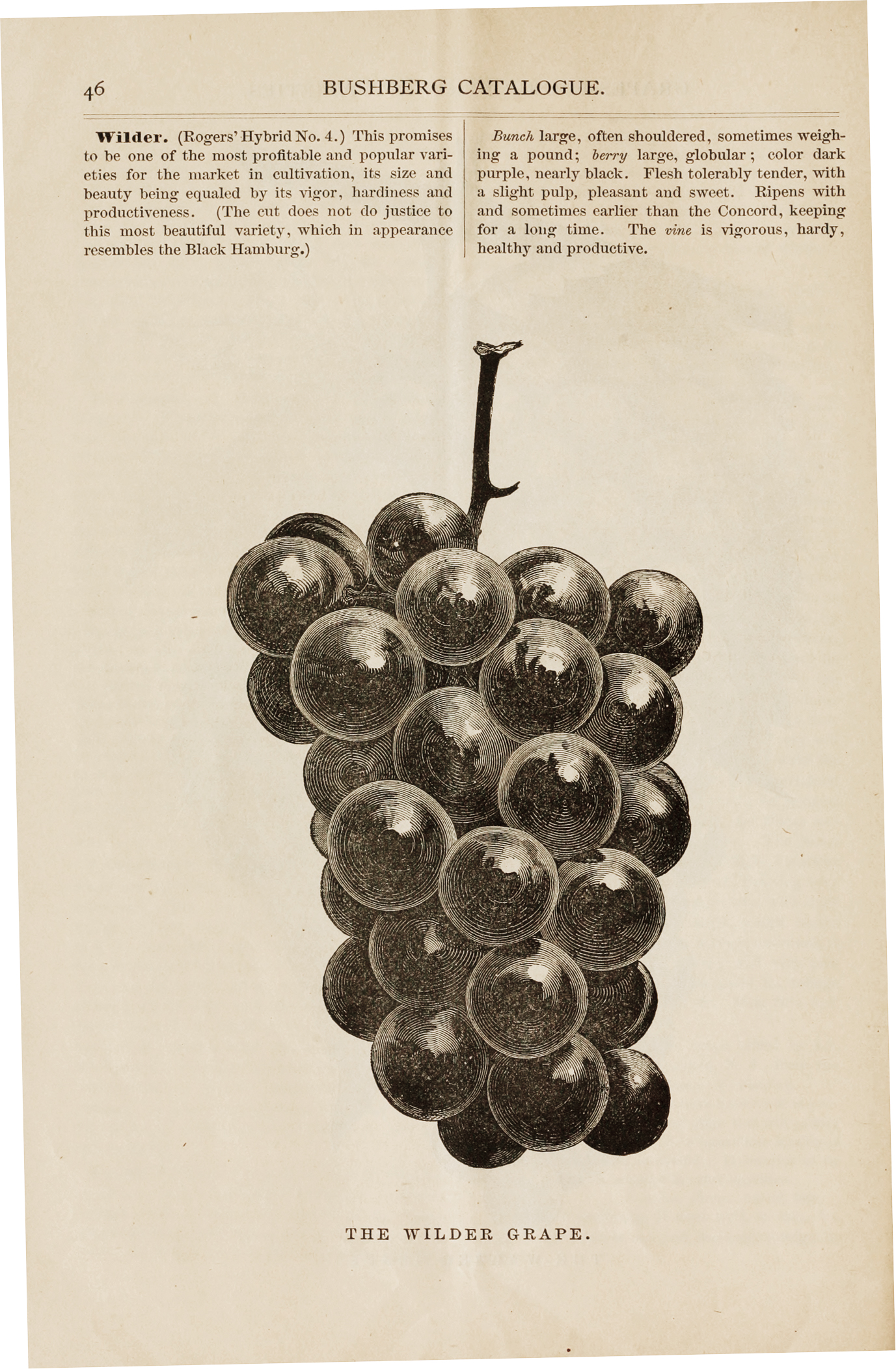 Black-and-white catalog illustration of grapes