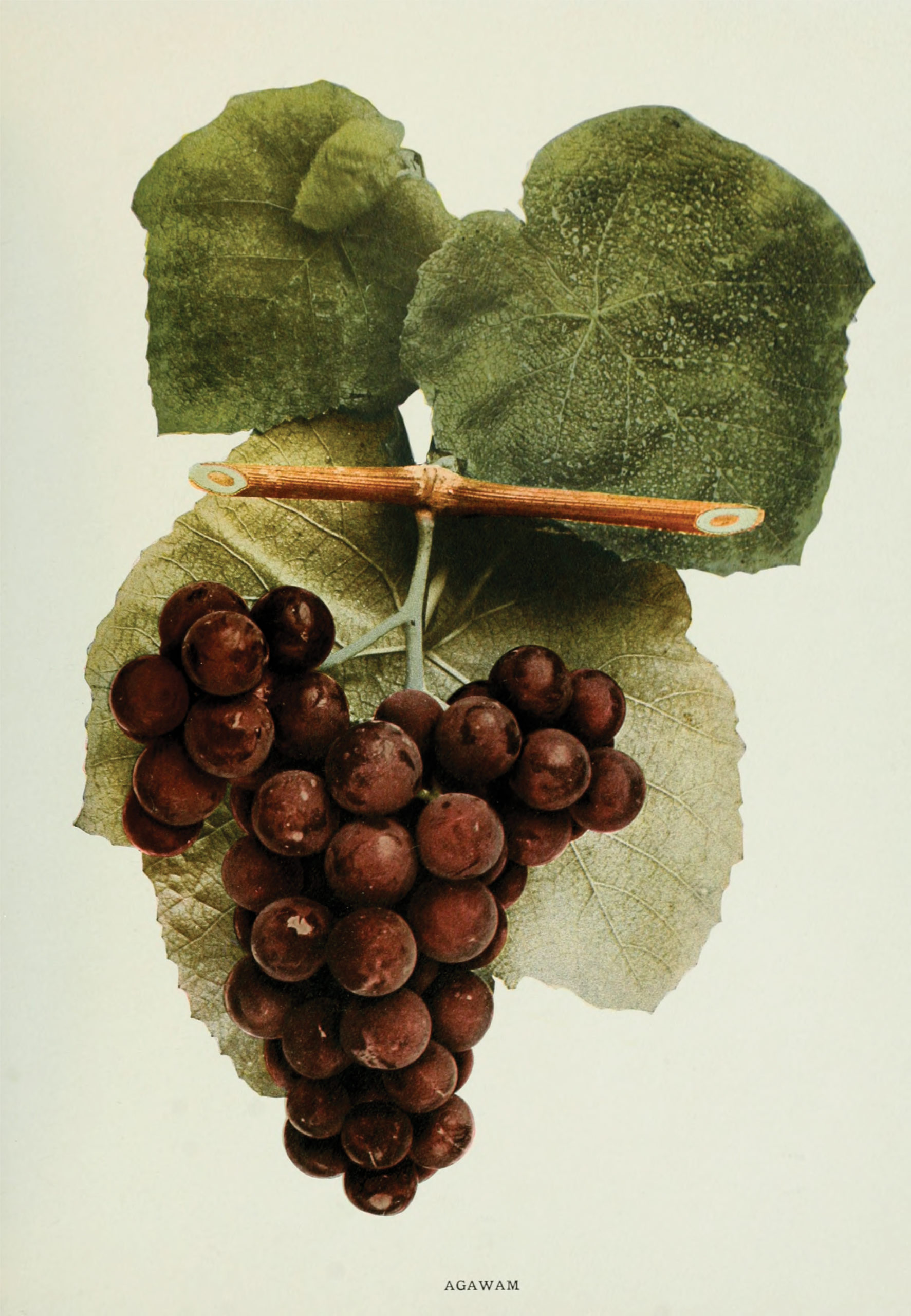 Hand-colored photograph of grapes