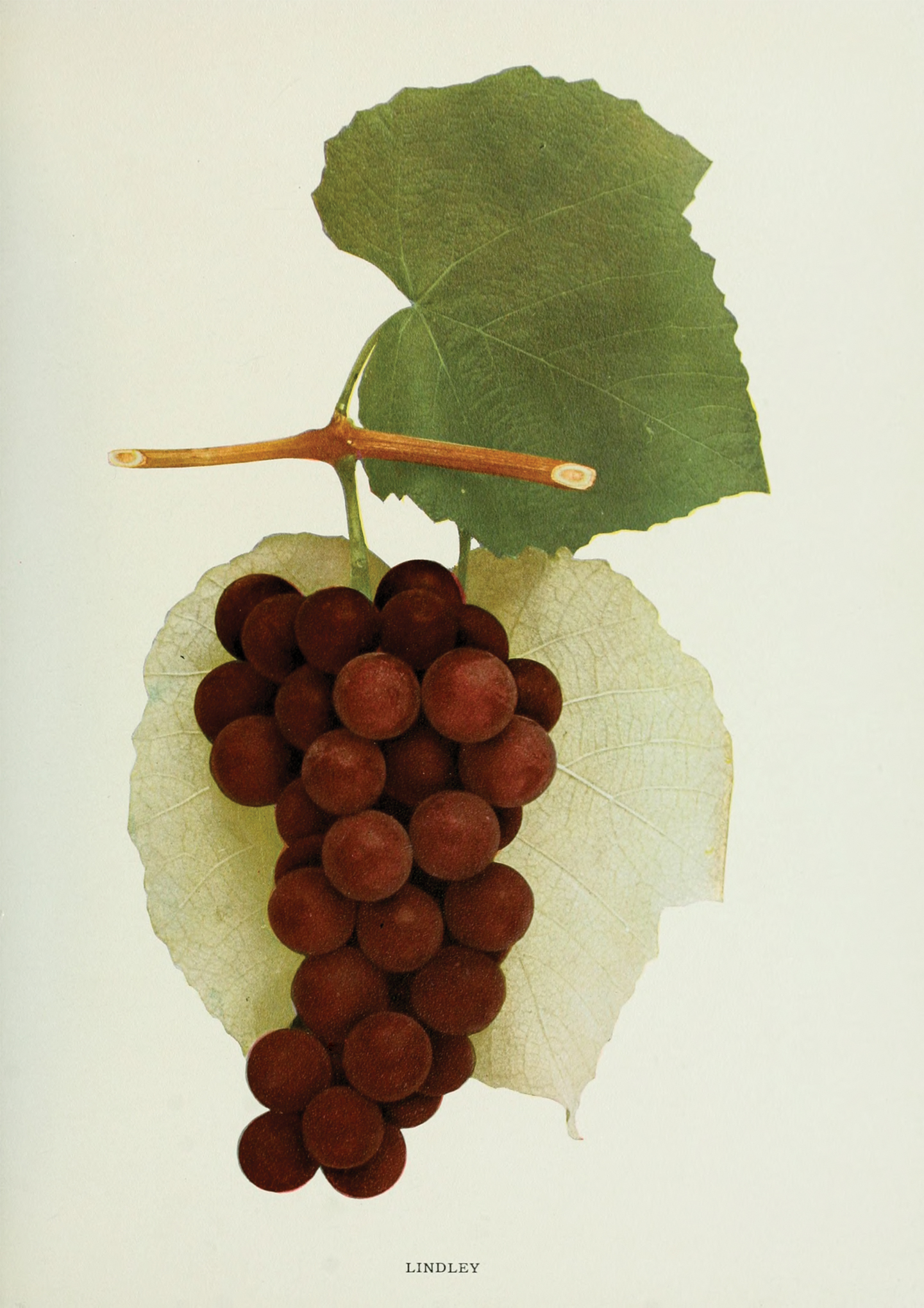 Hand-colored photograph of grapes