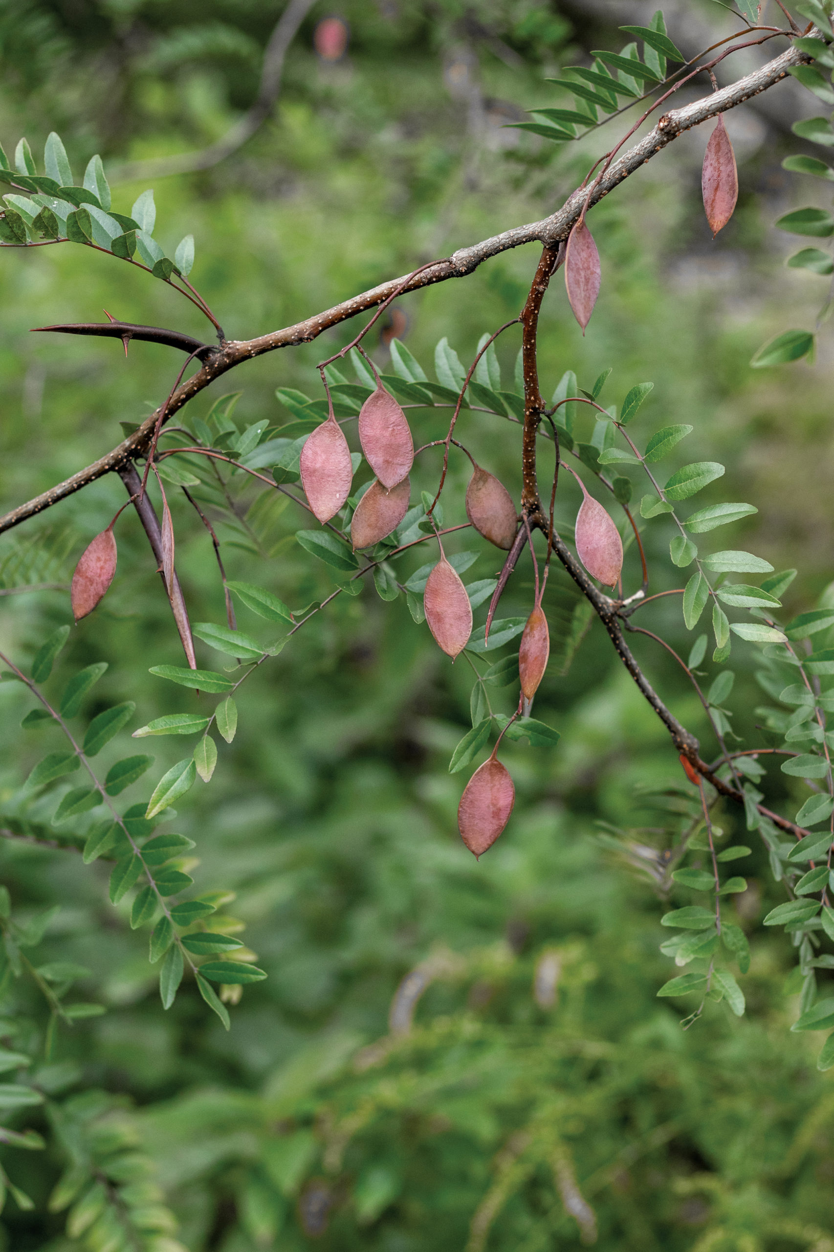 Photograph of honey locust pods