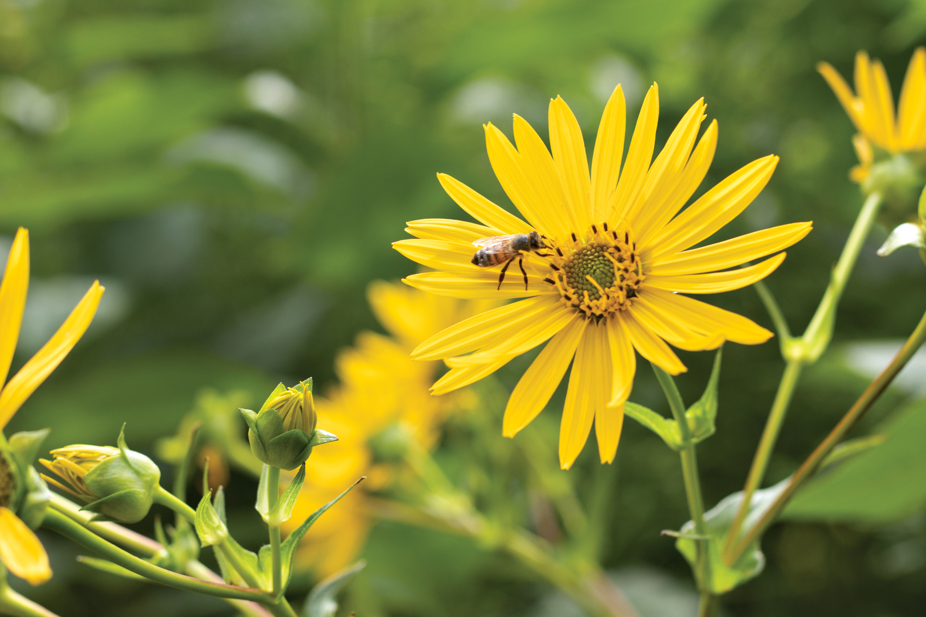 Daisy-like flower with bee