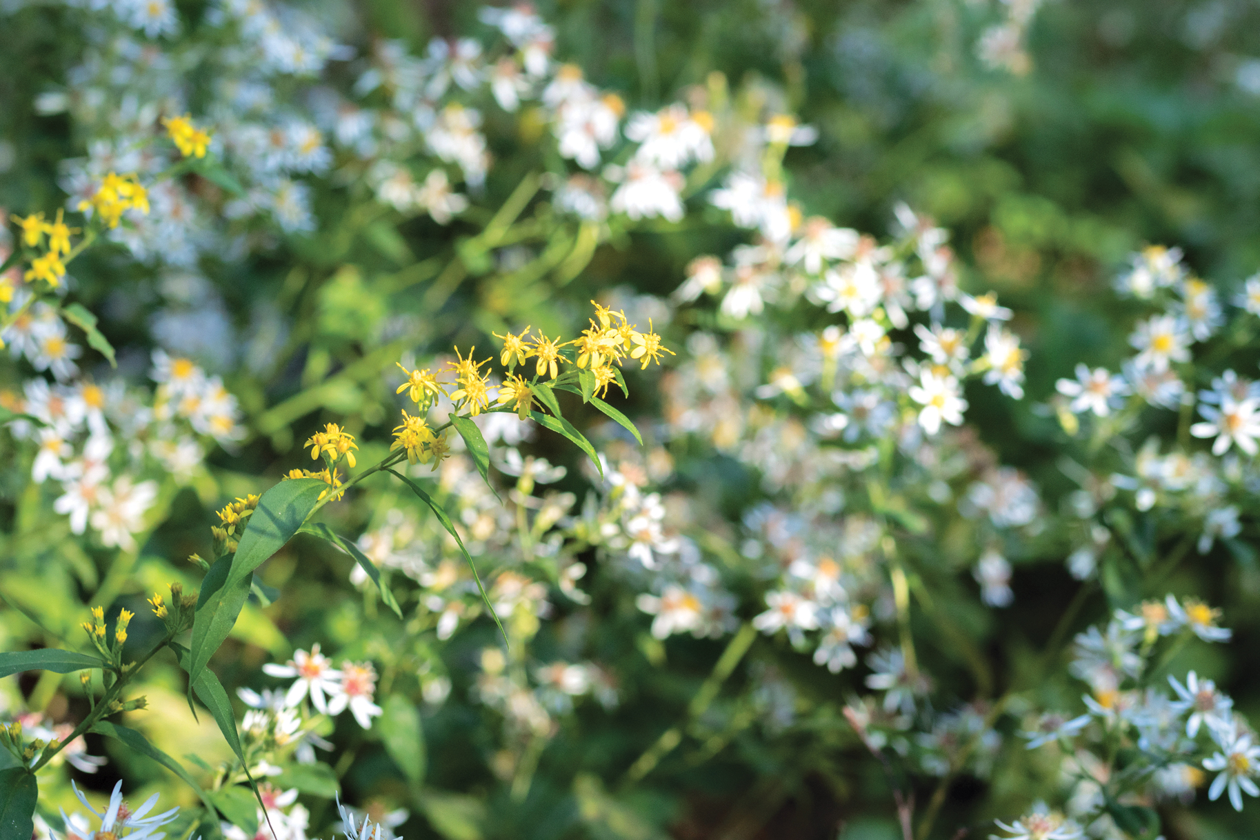 Yellow flowers in foreground with white asters behind