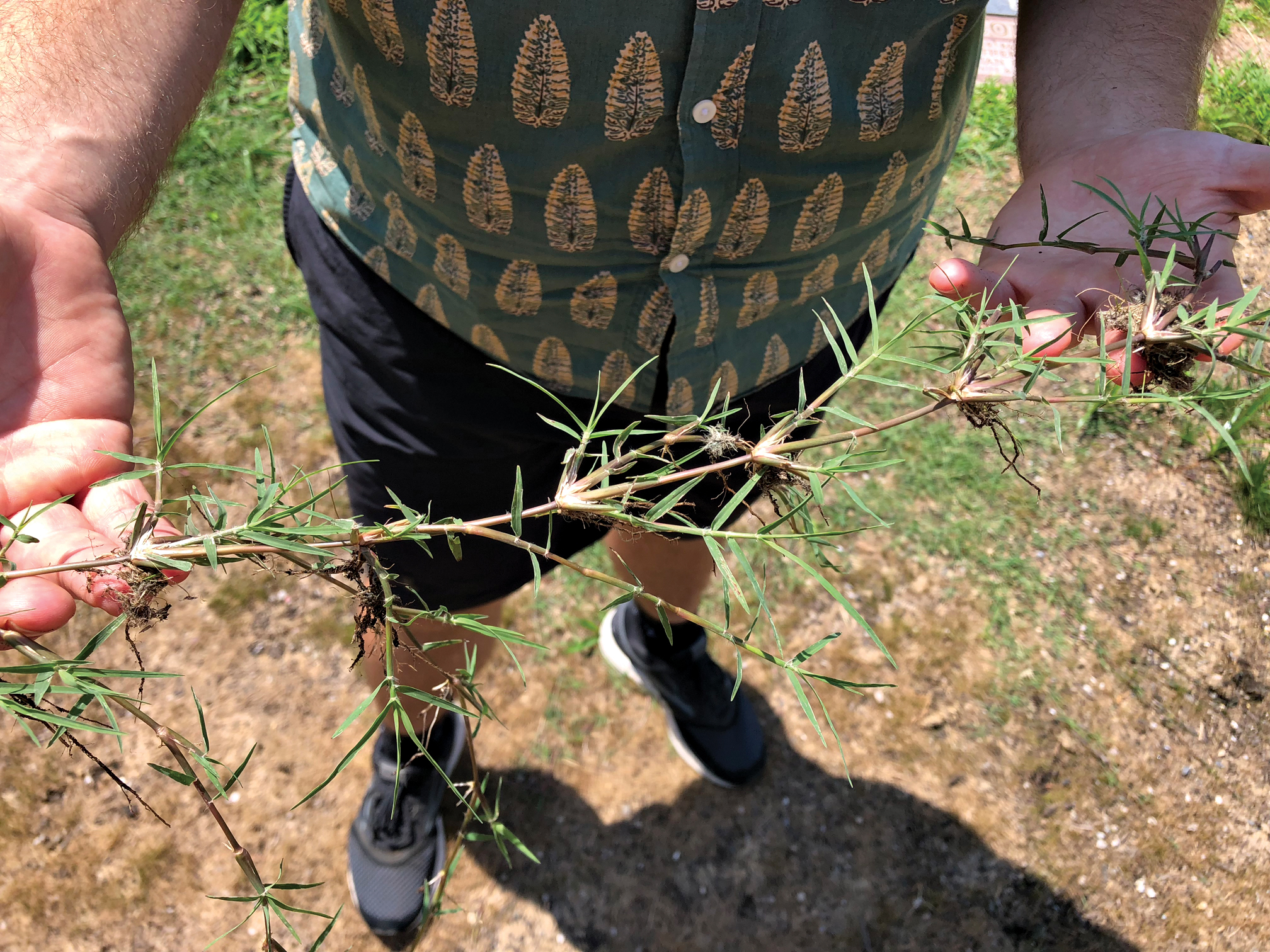 Photo of man holding bermudagrass rhizome