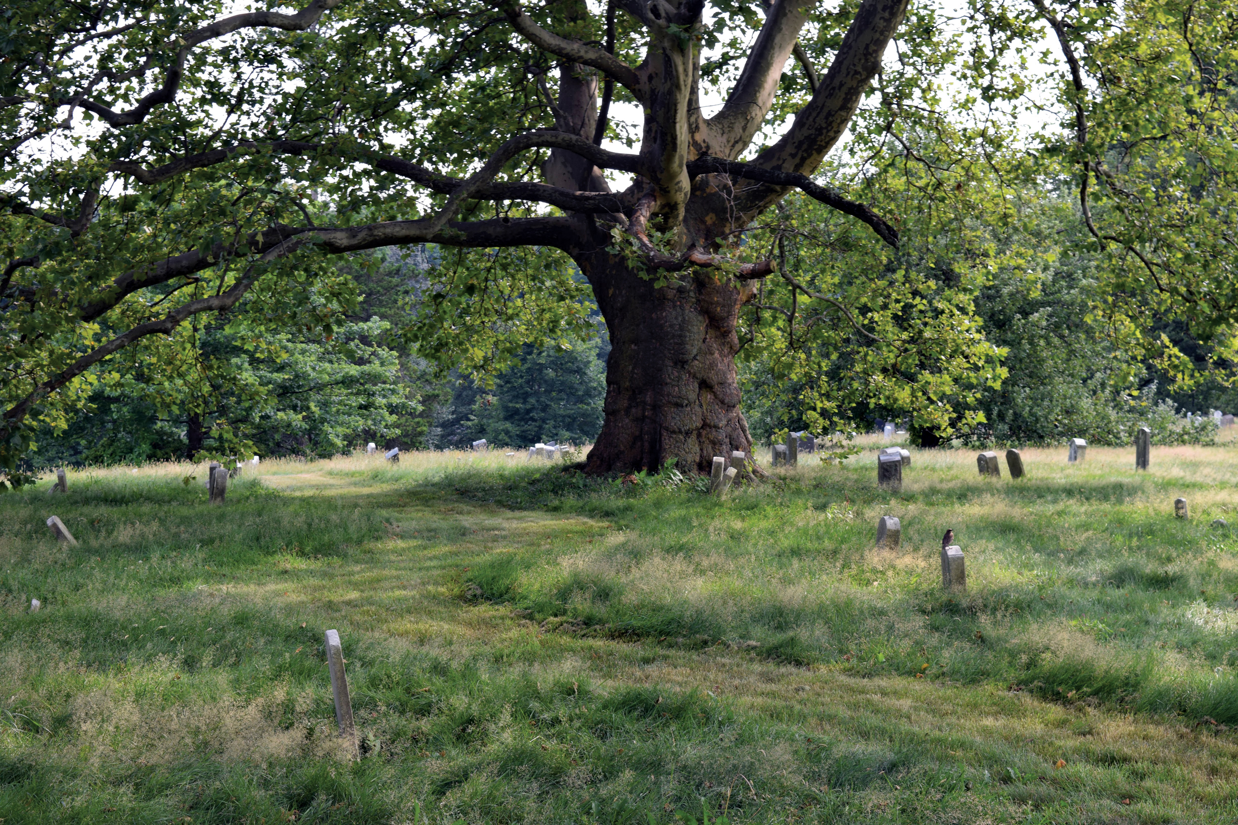 Photo of long grass in cemetery with large sycamore