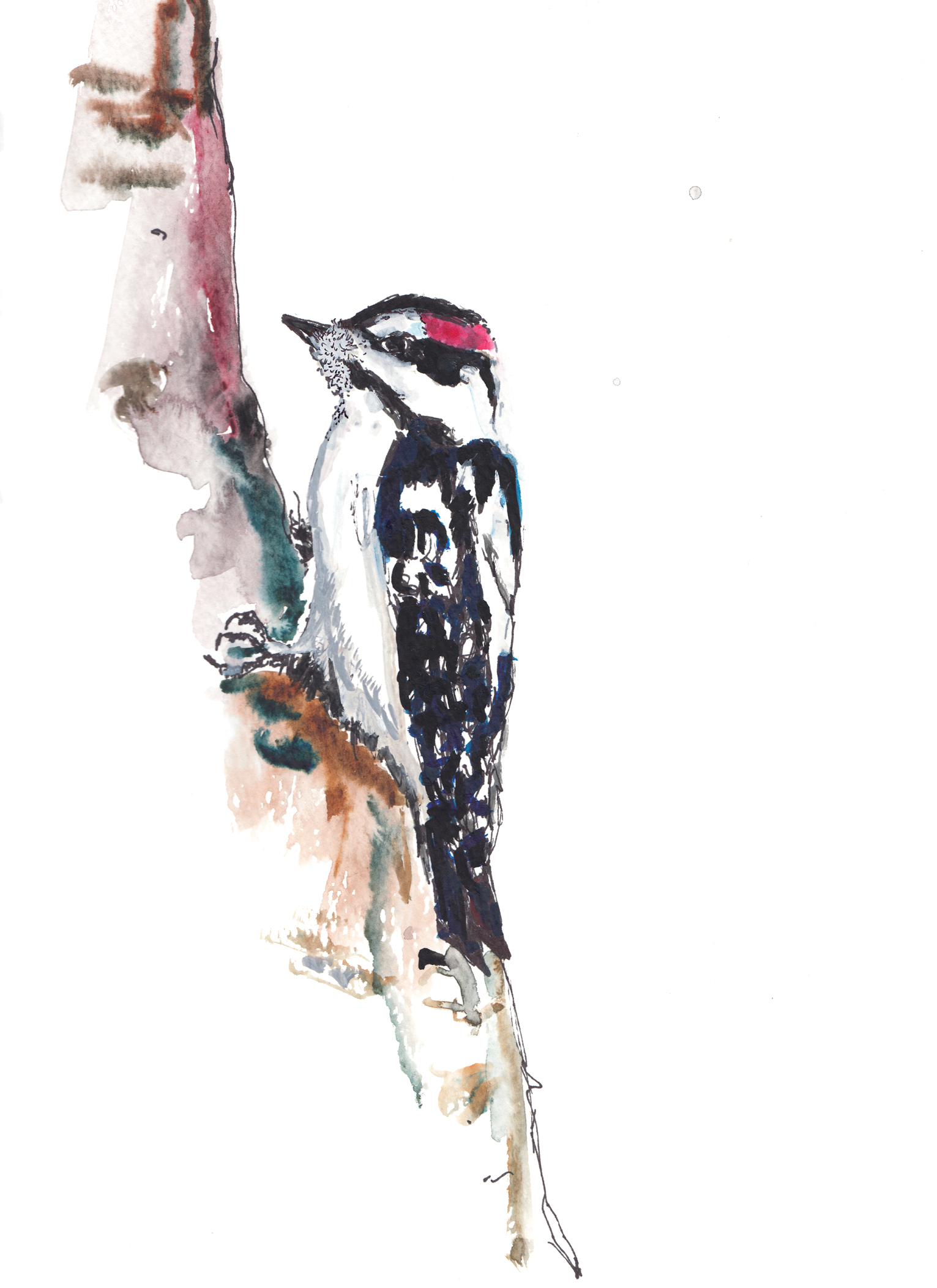 Watercolor of White-Breasted Nuthatch