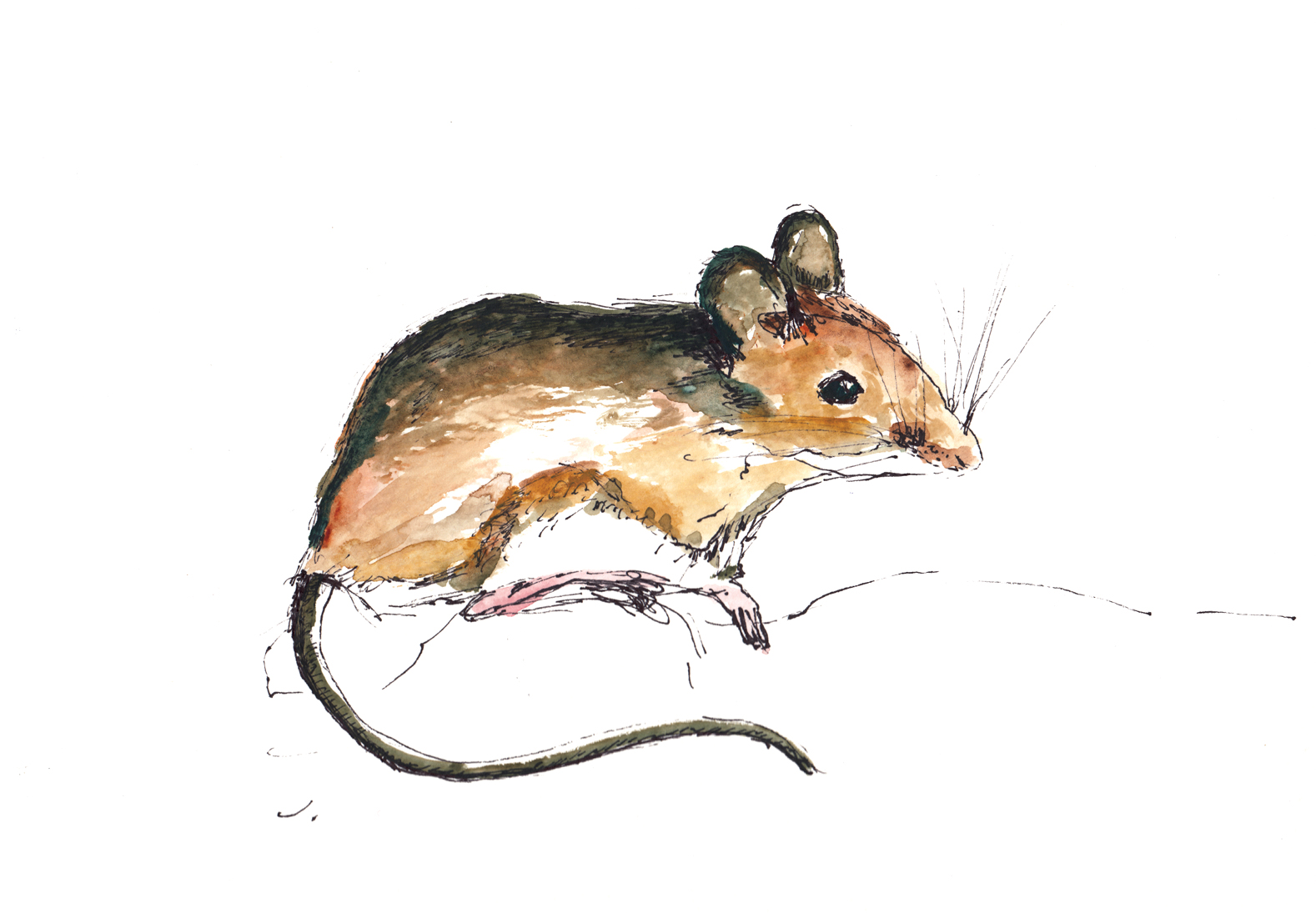 Watercolor of Deer Mouse