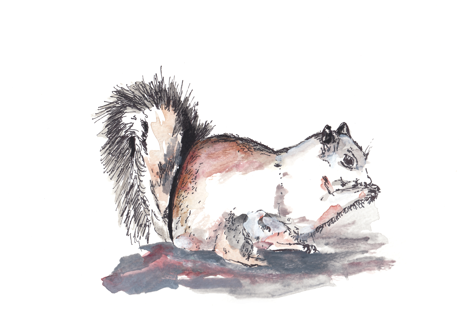 Watercolor of Gray Squirrel