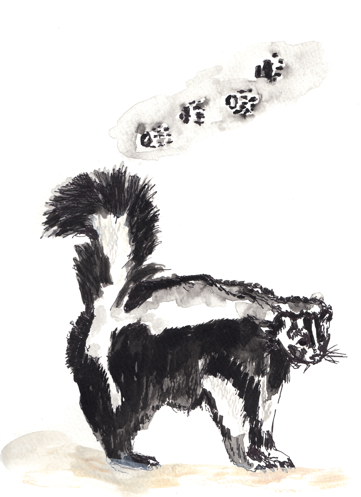 Watercolor of skunk