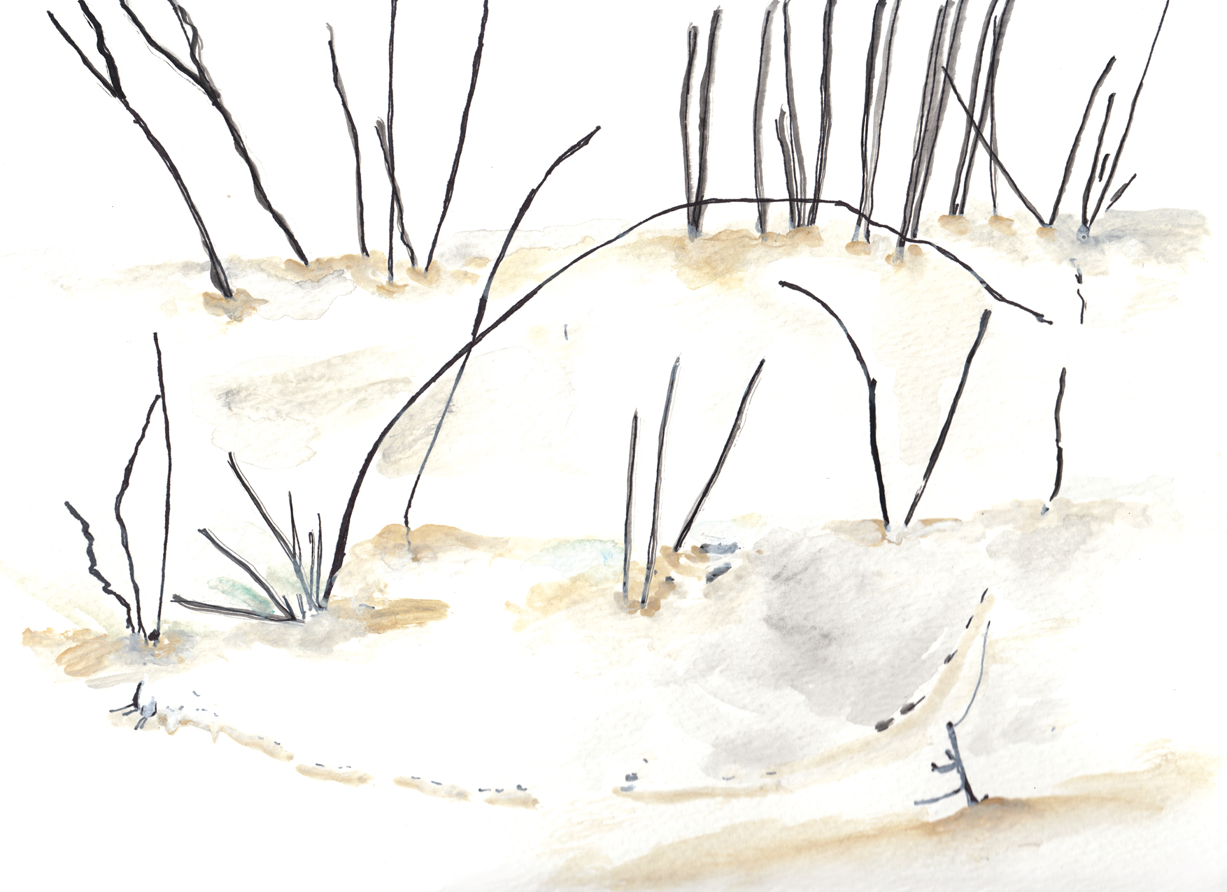 Watercolor of tracks on snow between stems