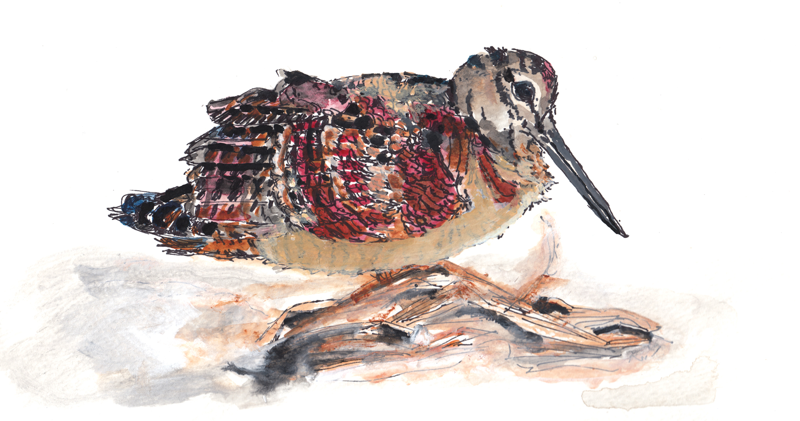 Watercolor of Woodcock