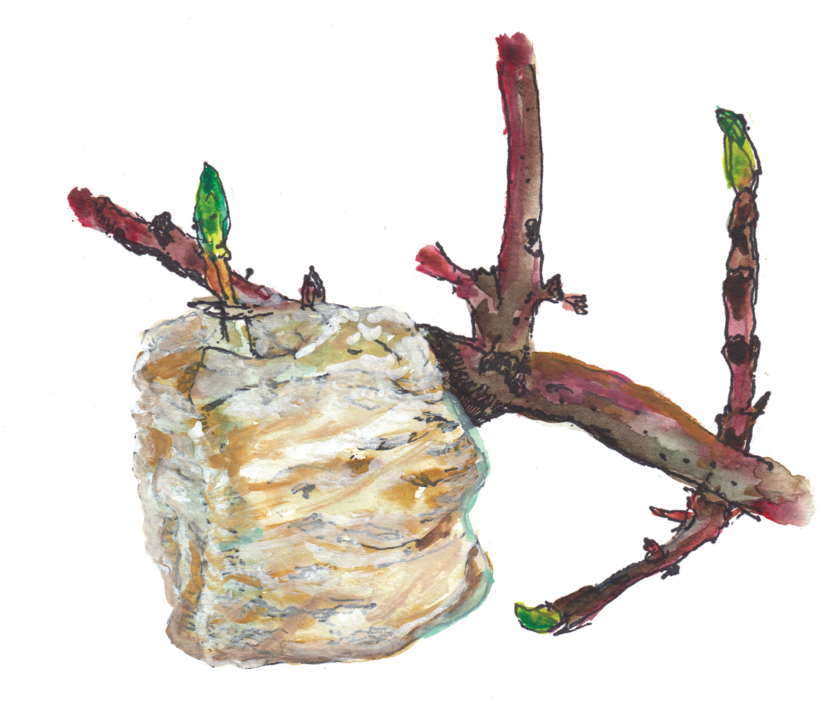Watercolor of Praying Mantis Case.