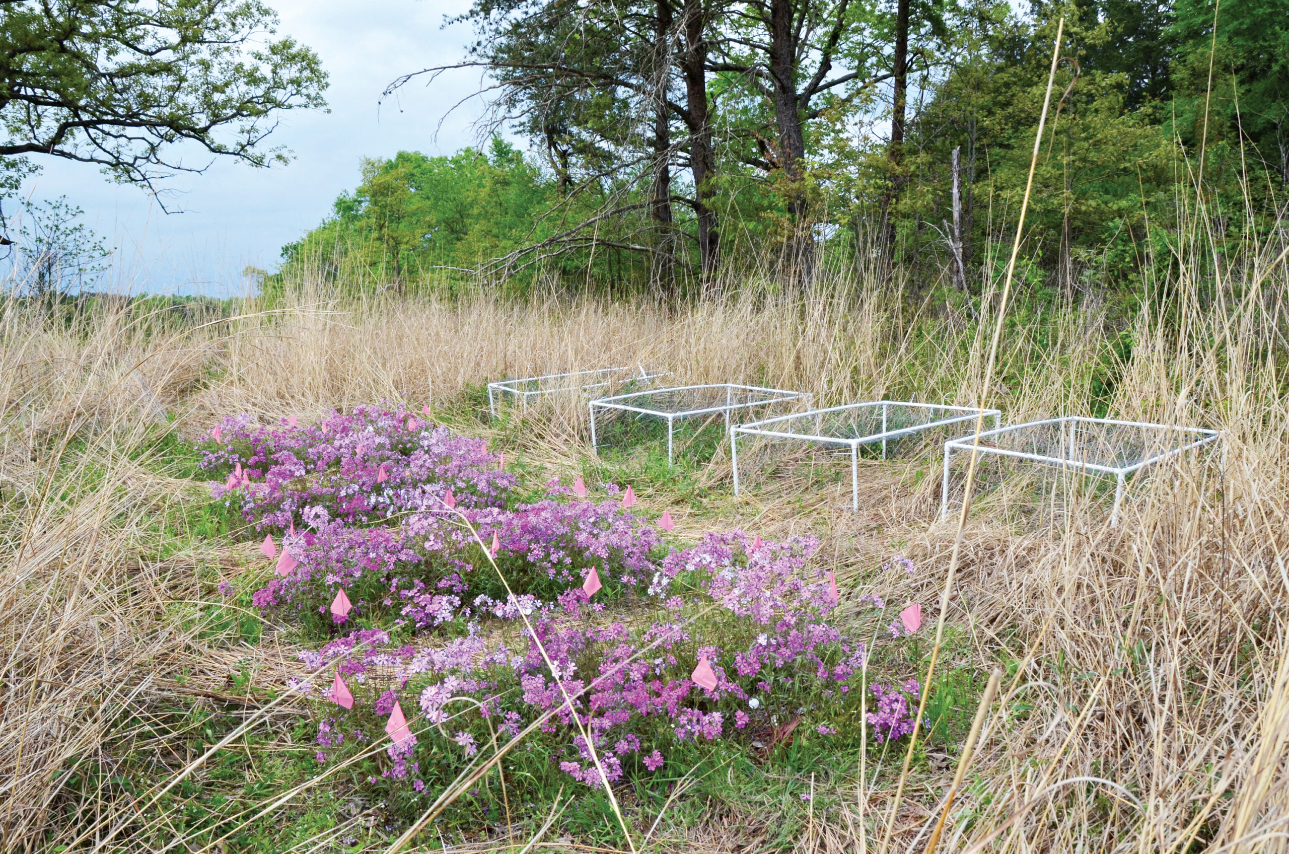 Photo of research plots with blooming plox
