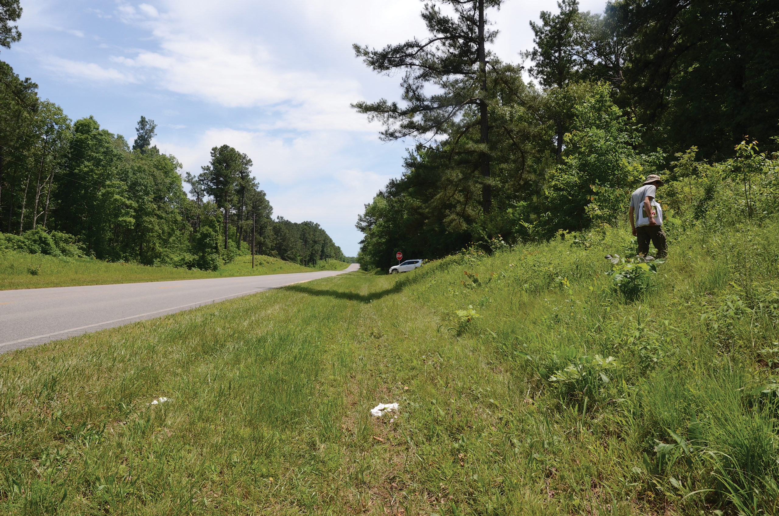 Photo of roadside with author walking into unmown strip of vegetation