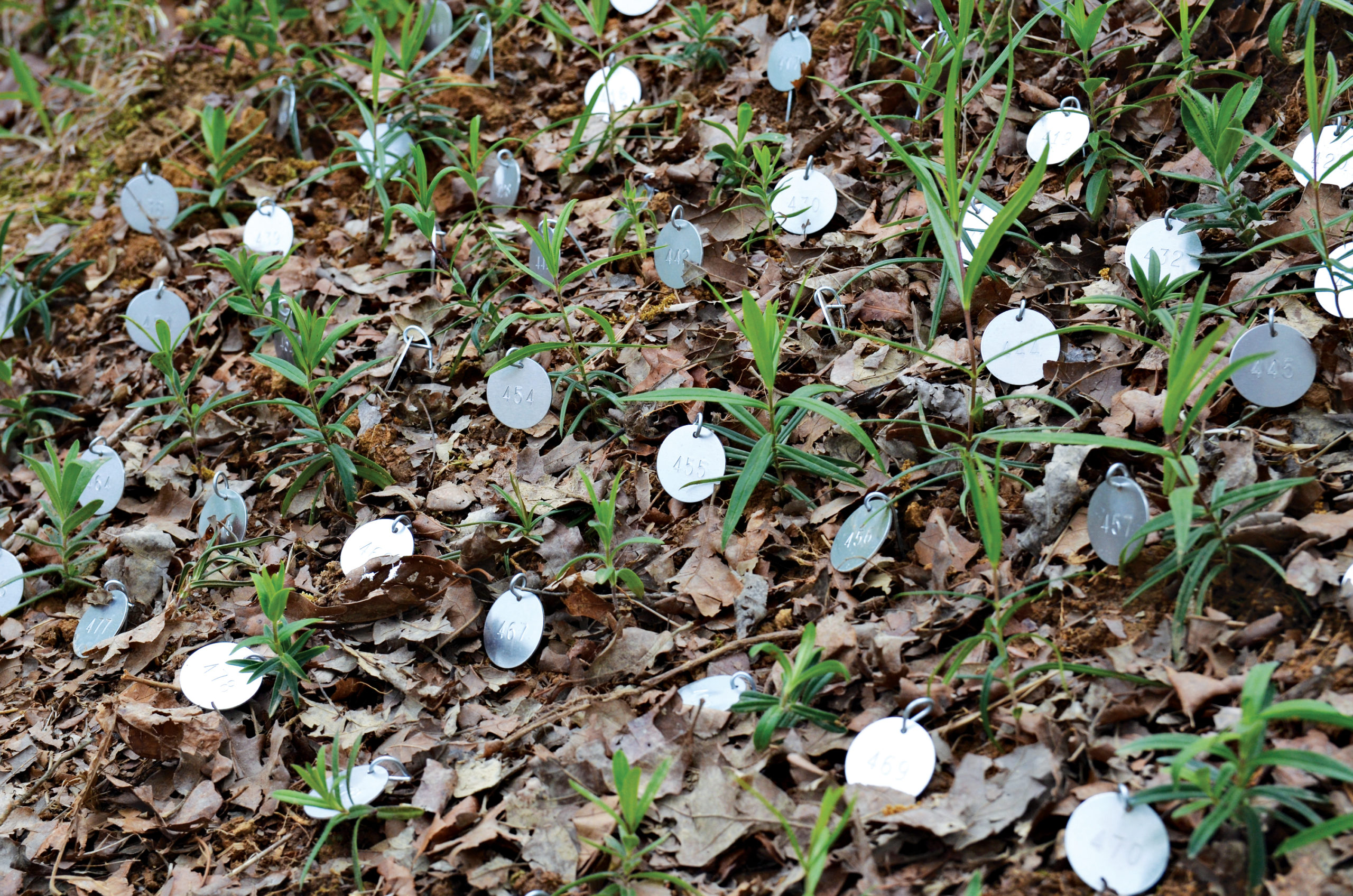 Photo of round metal tags staked in ground beside young phlox plants