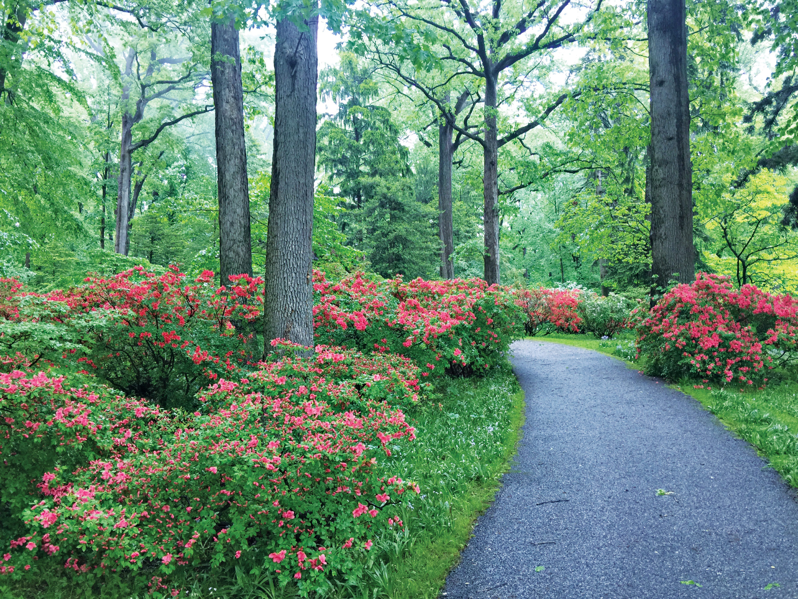 Photograph of azaleas blooming in understory of large trees