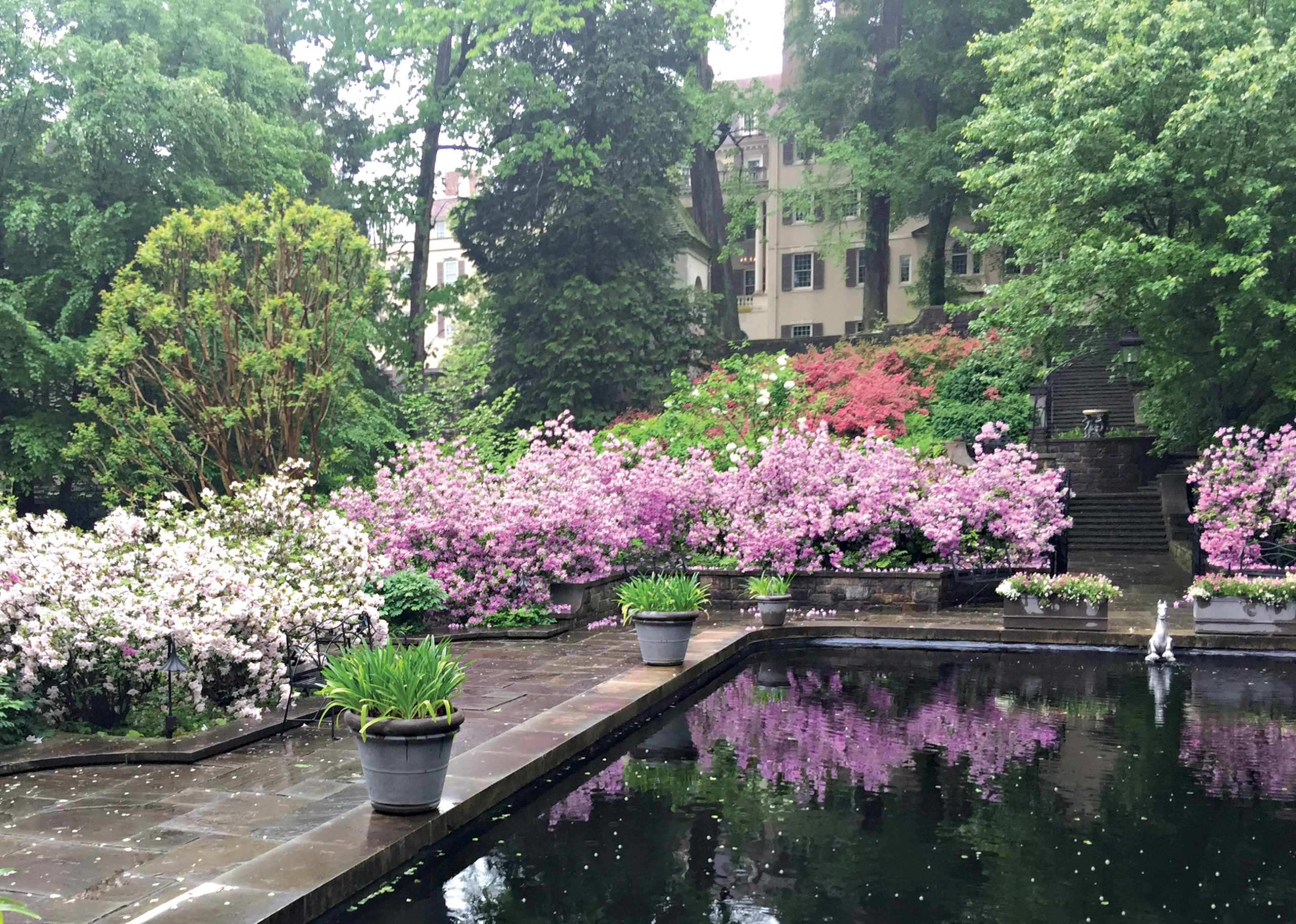 Photo of azaleas blooming around formal rectangular pool with mansion behind