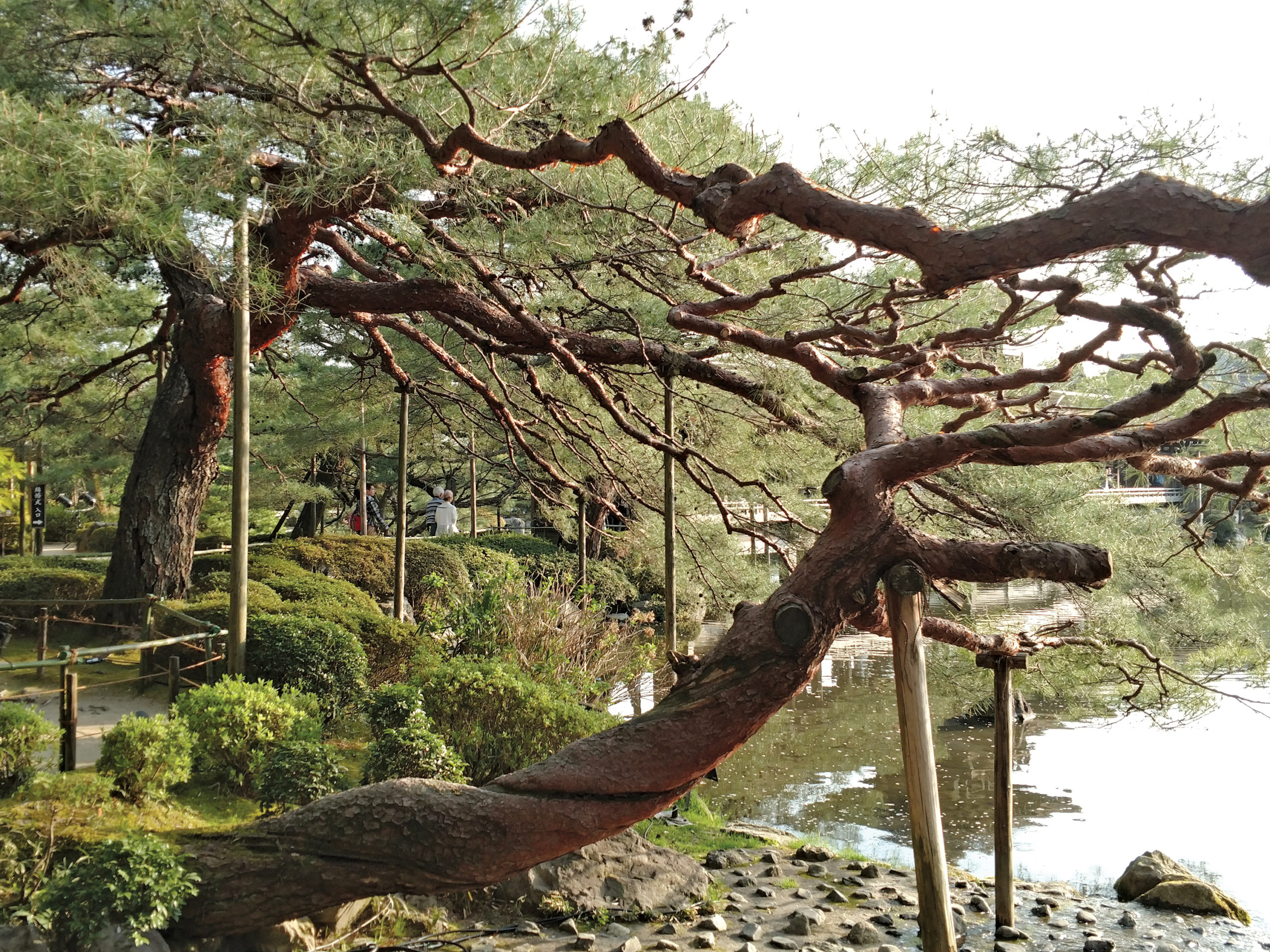 Two large pines with branches propped with wooden crutches
