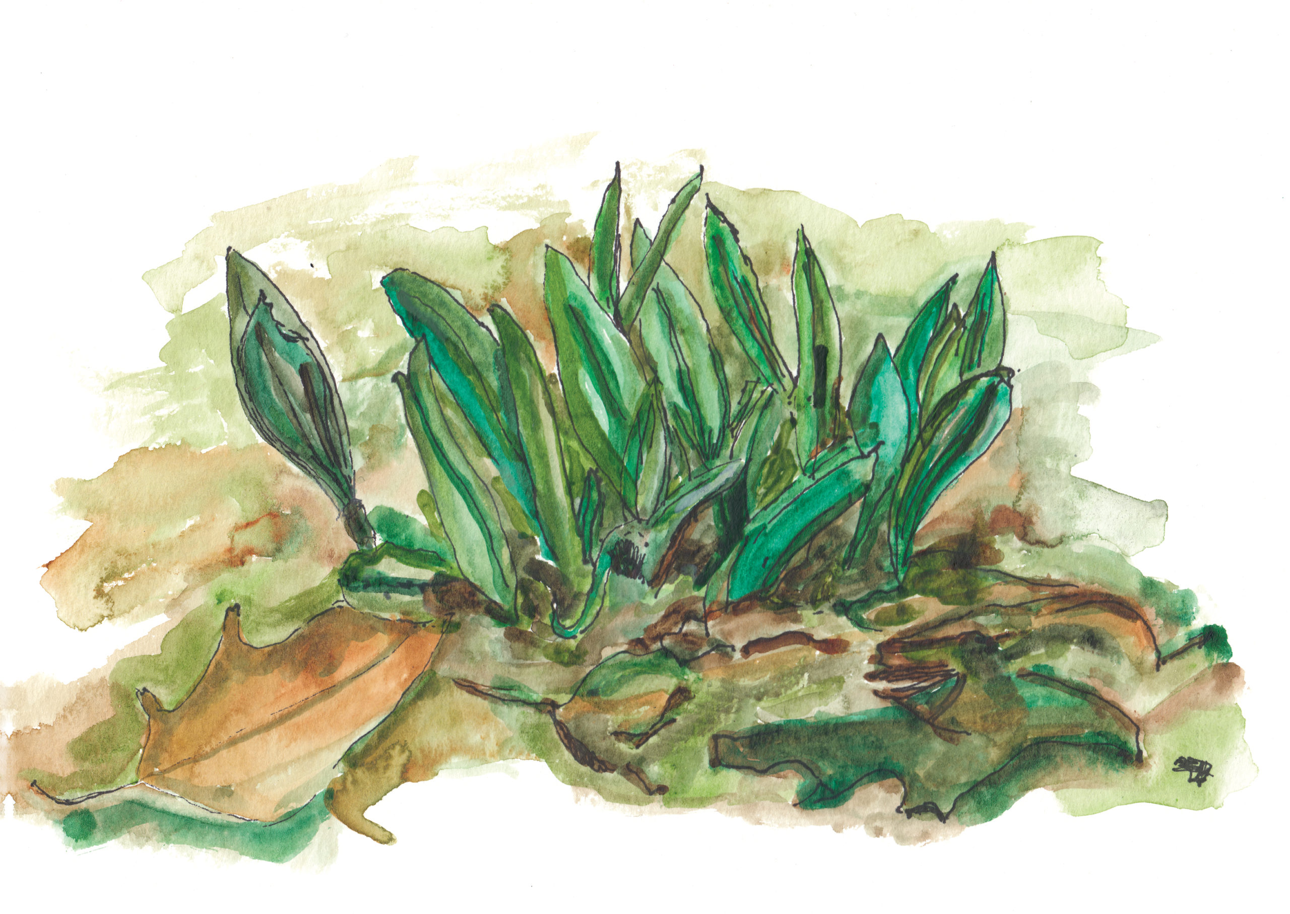 Watercolor illustration of green leek leaves