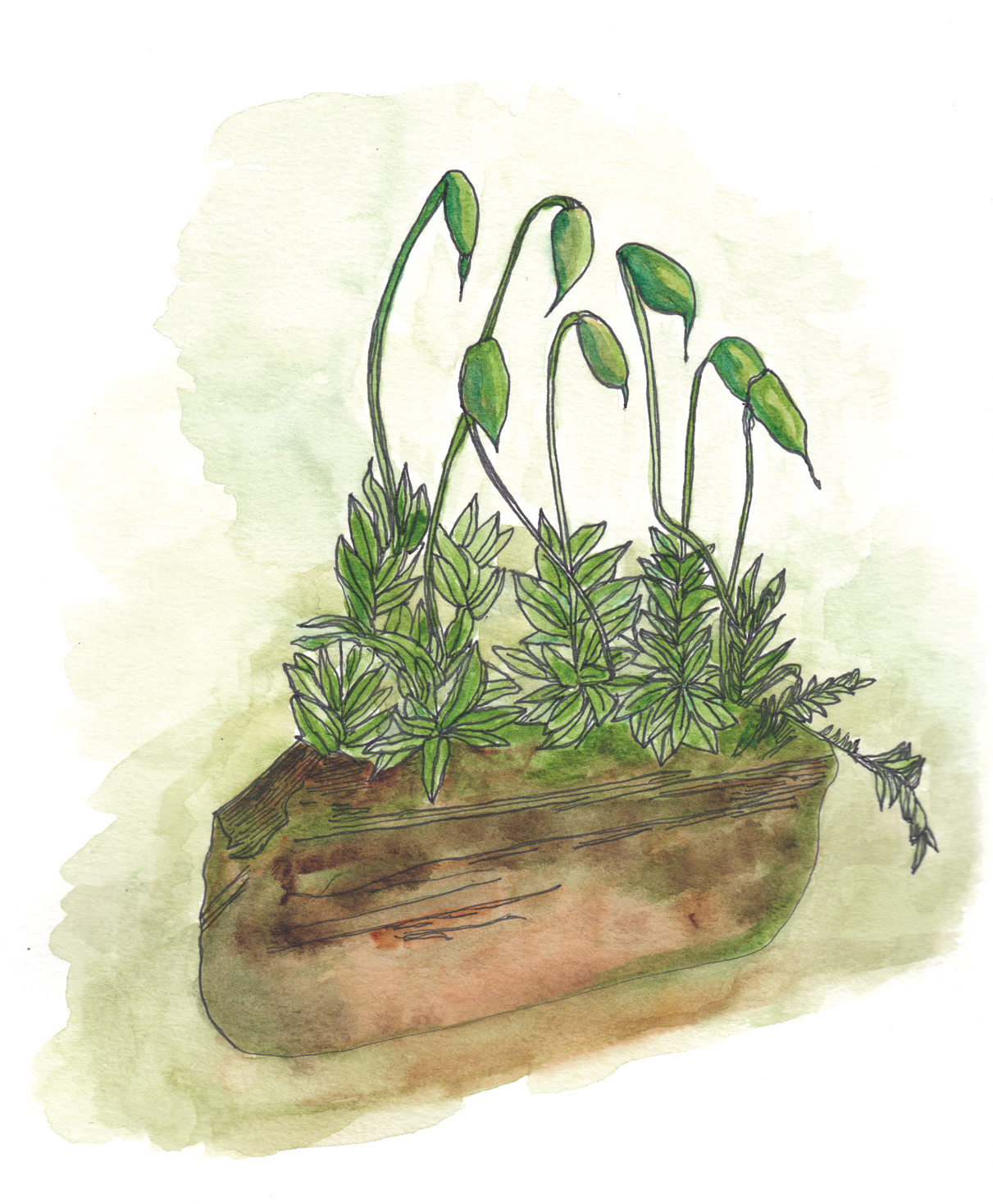 Watercolor illustration of moss