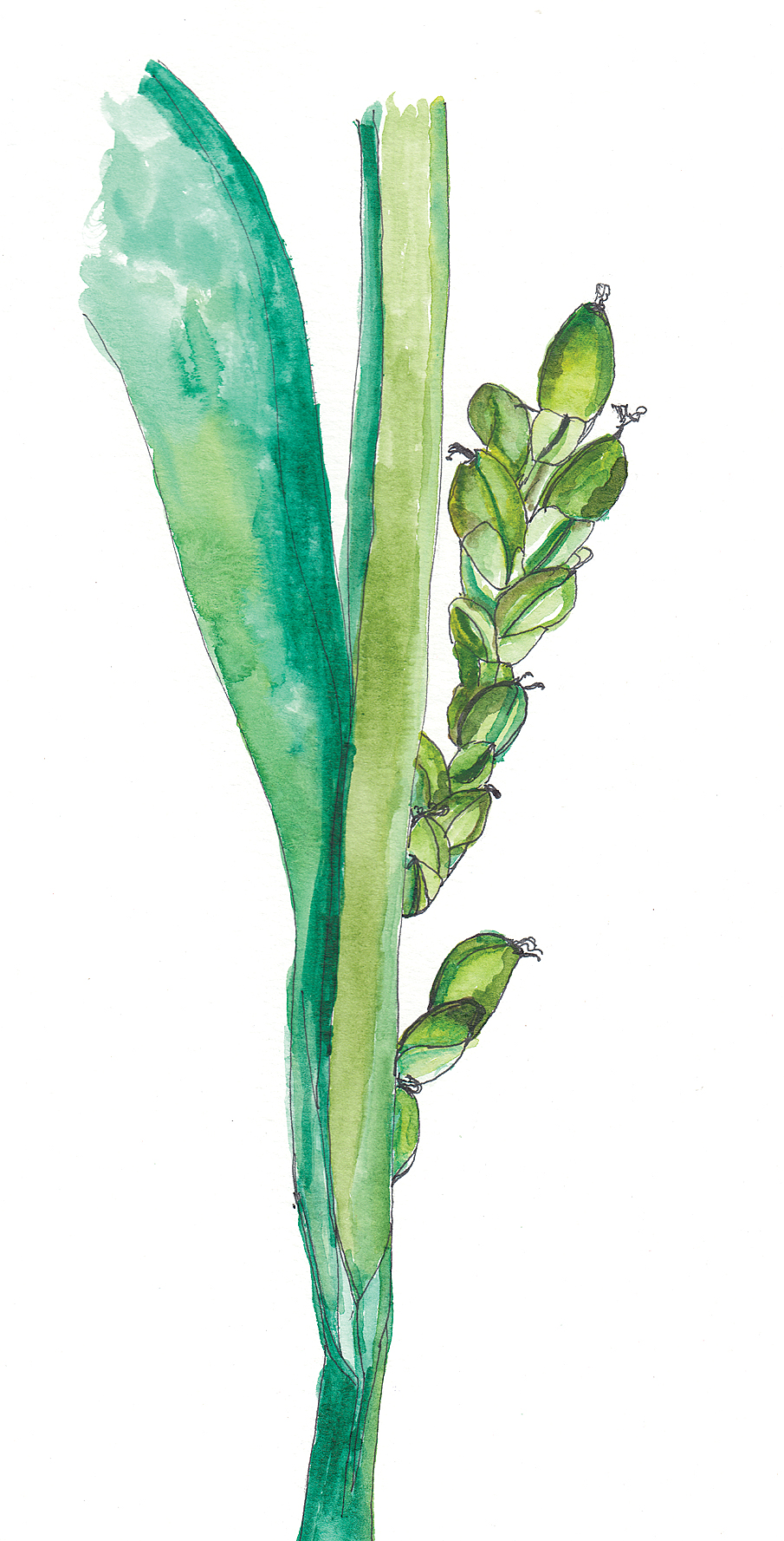 Watercolor illustration of sedge stem and flowers