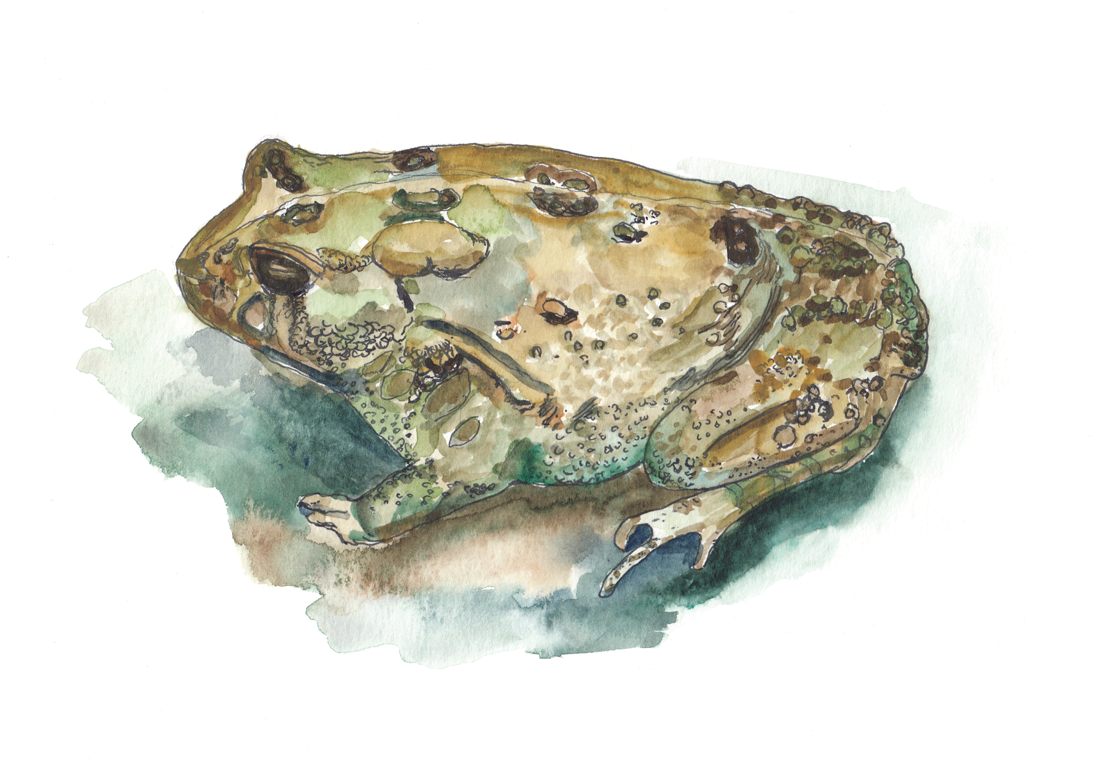 Watercolor illustration of frog