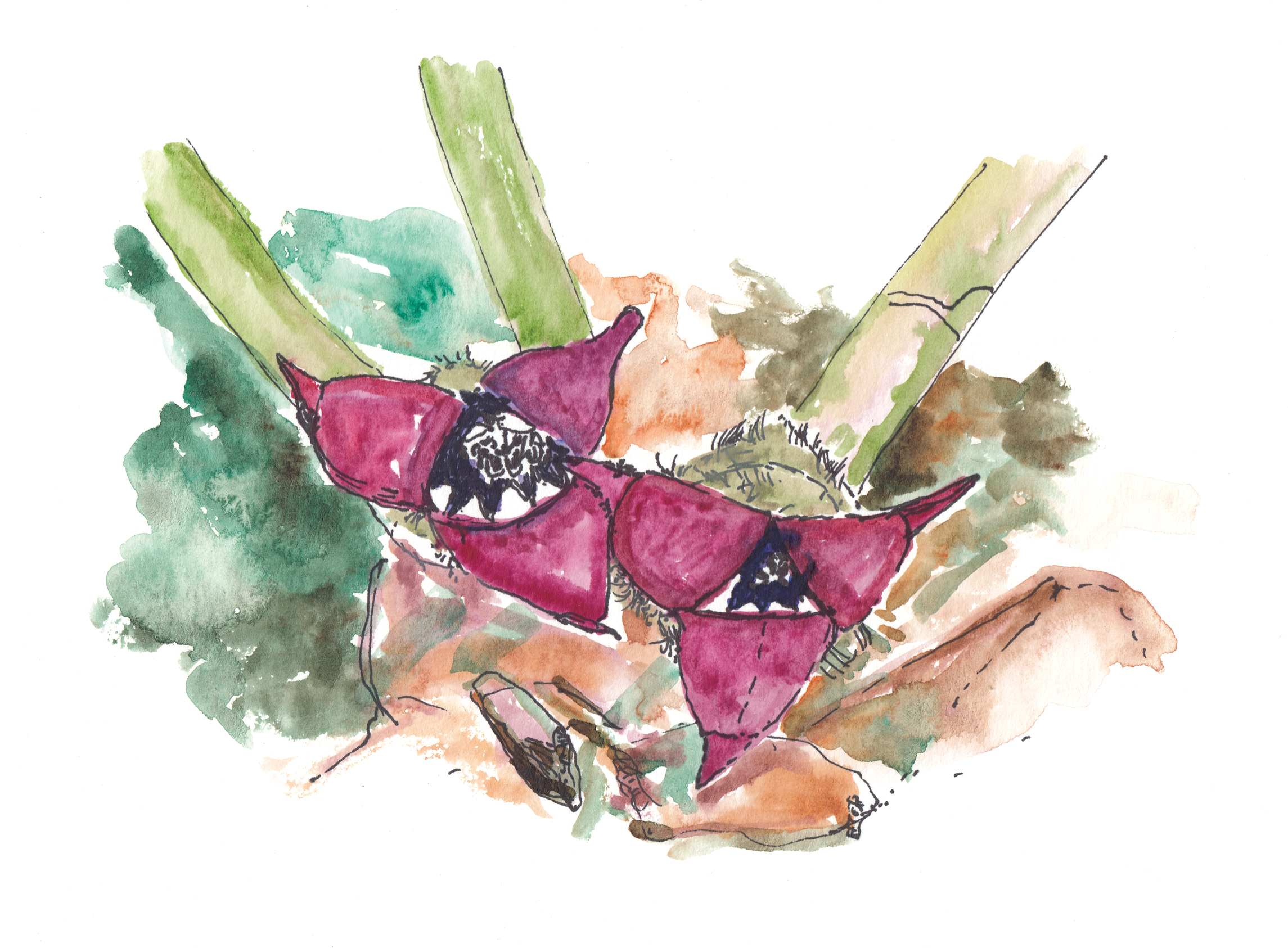Watercolor illustration of wild ginger flowers