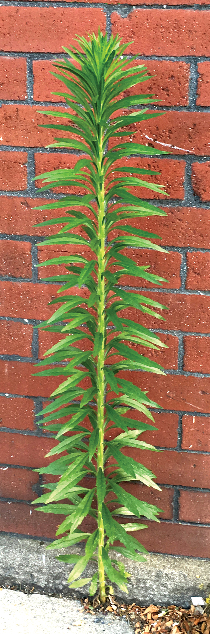 Photo of horseweed growing alongside brick wall