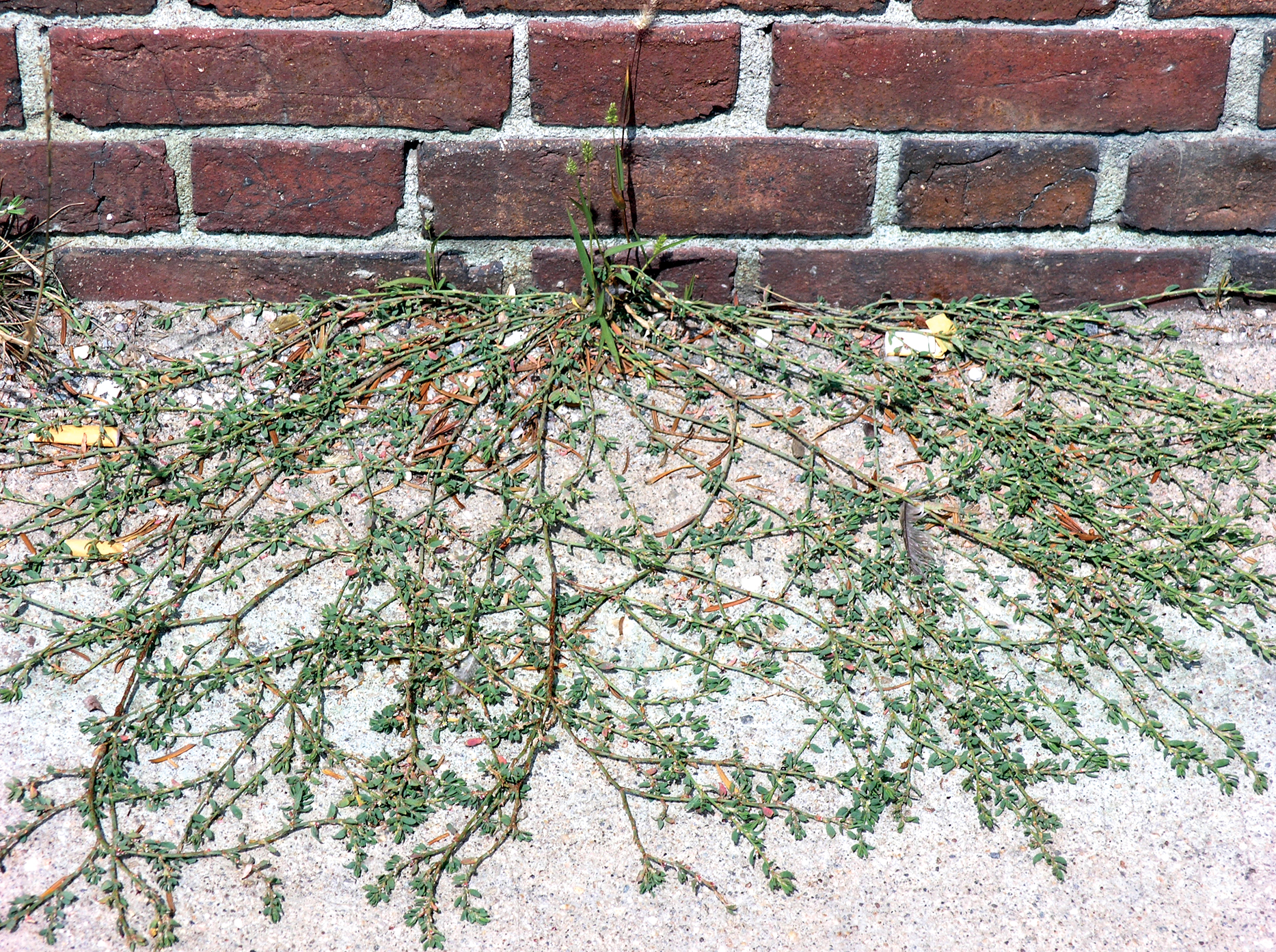 Photo of knotweed growing on sidewalk