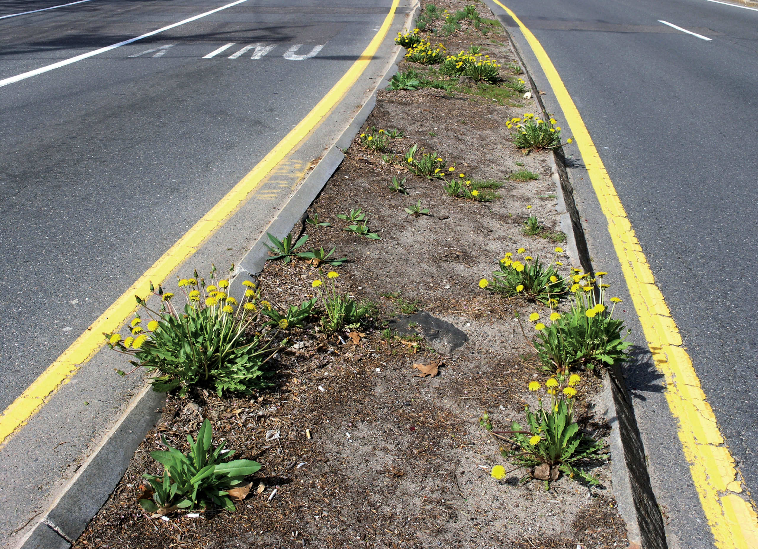 Photo of dandelions growing in median betweeen lanes of road