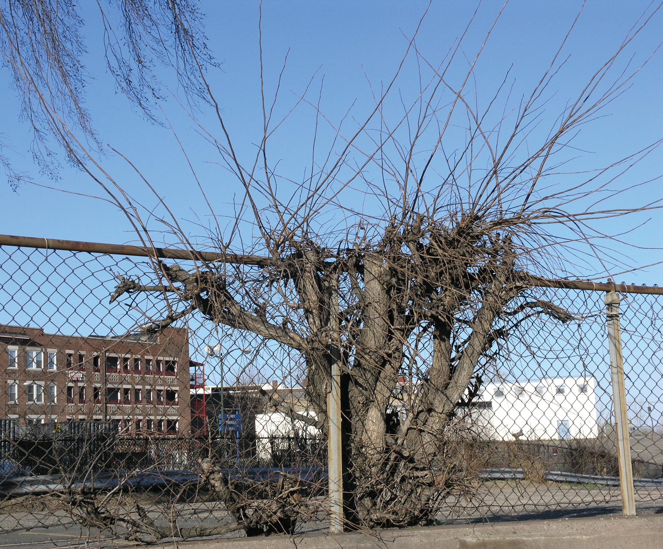 Photo of elm growing in chainlink fence. The tree has been pruned back repeatedly