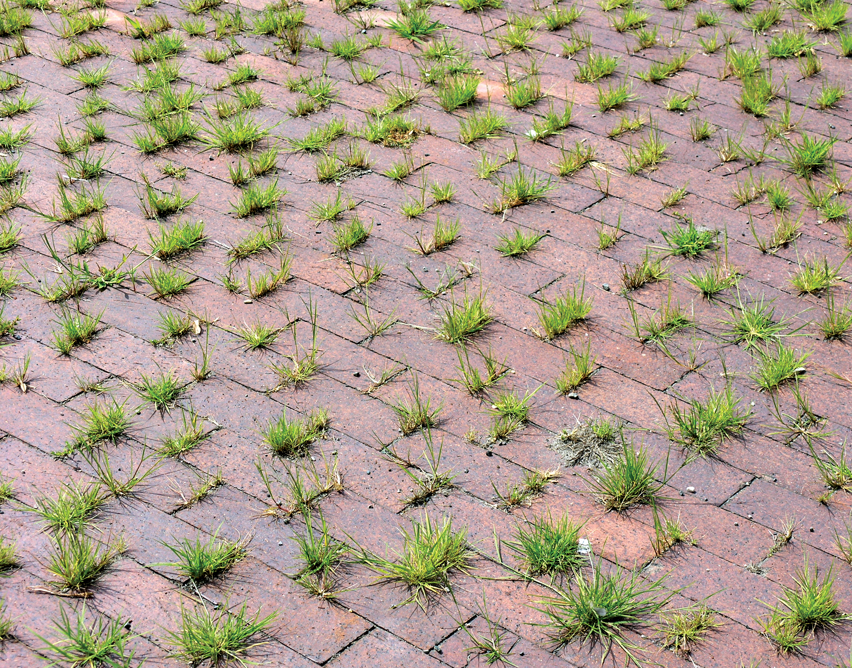 Photo of grass growing between bricks
