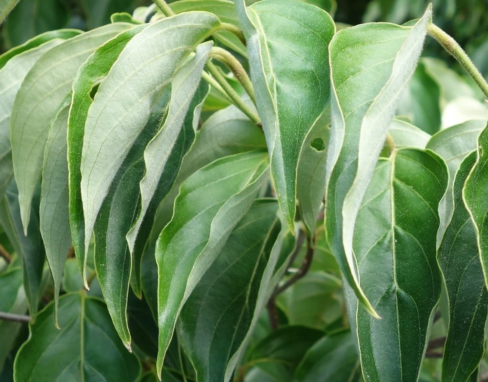 Dark-green, simple leaves.