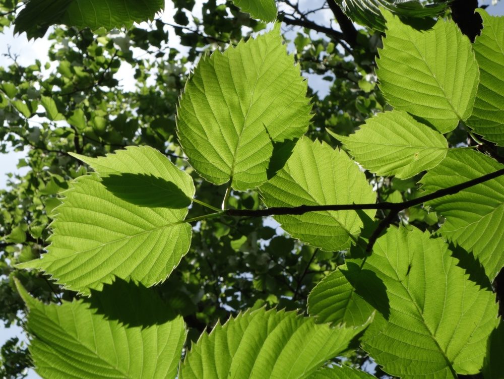 Deeply serrated, heart-shaped leaves.